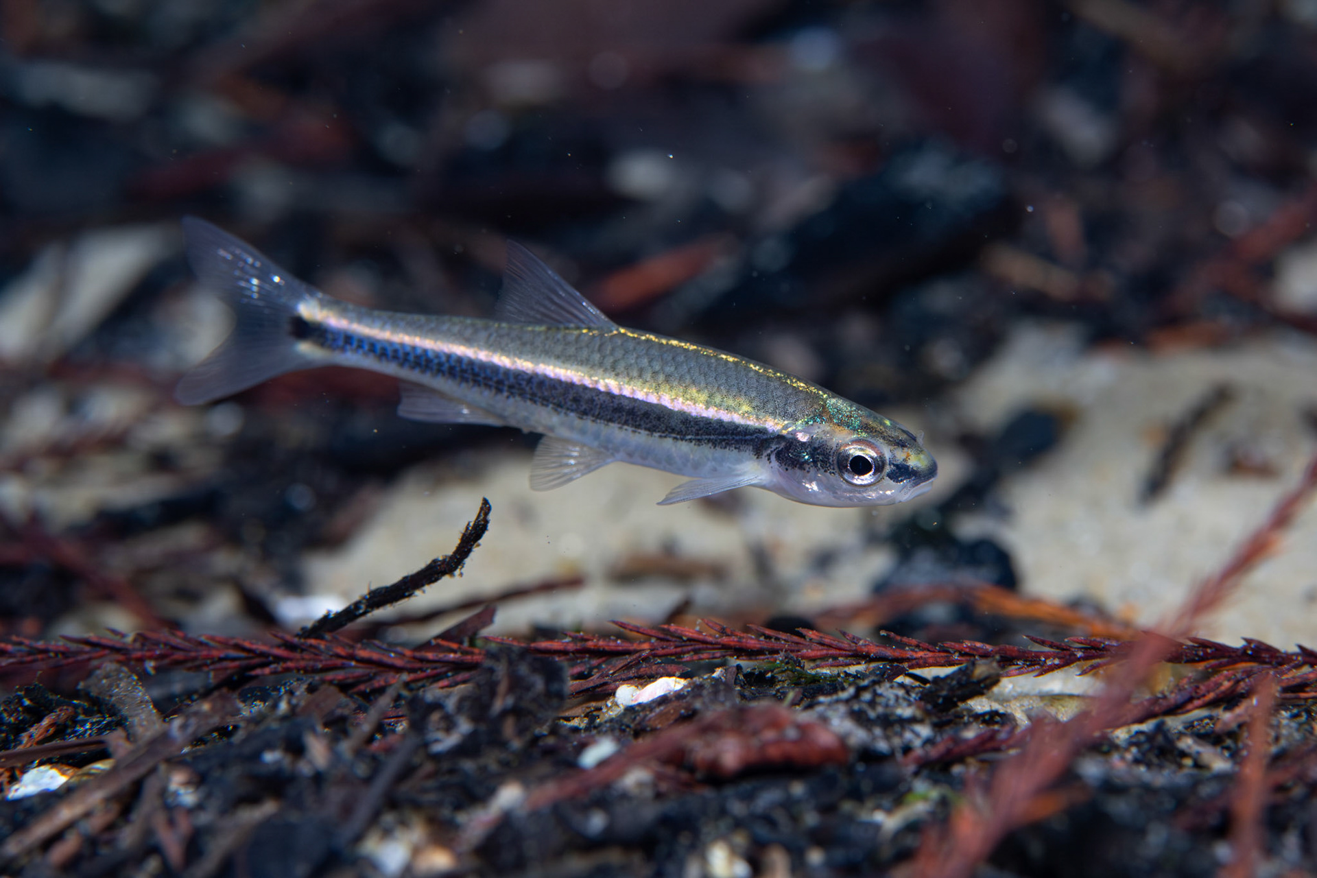 Redeye Chub