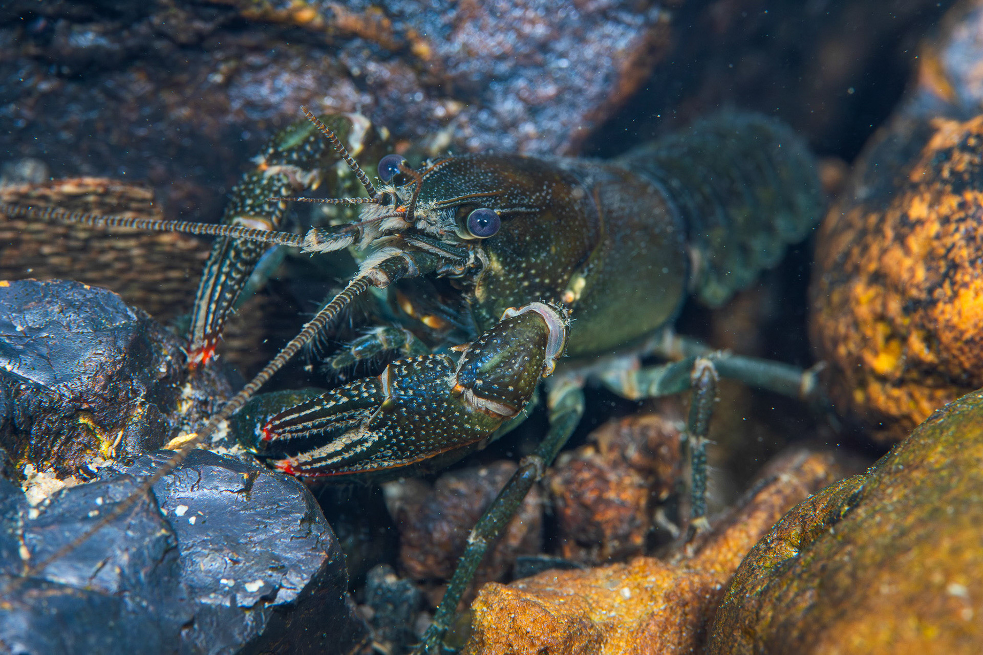 Cambarus sp.