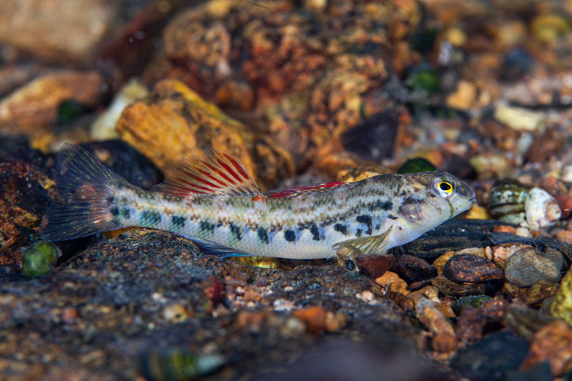 Coosa Darter