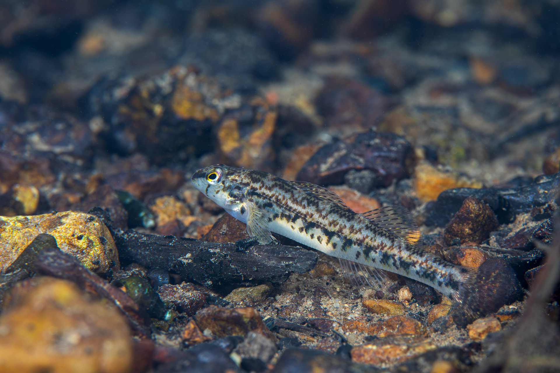 Coosa Darter