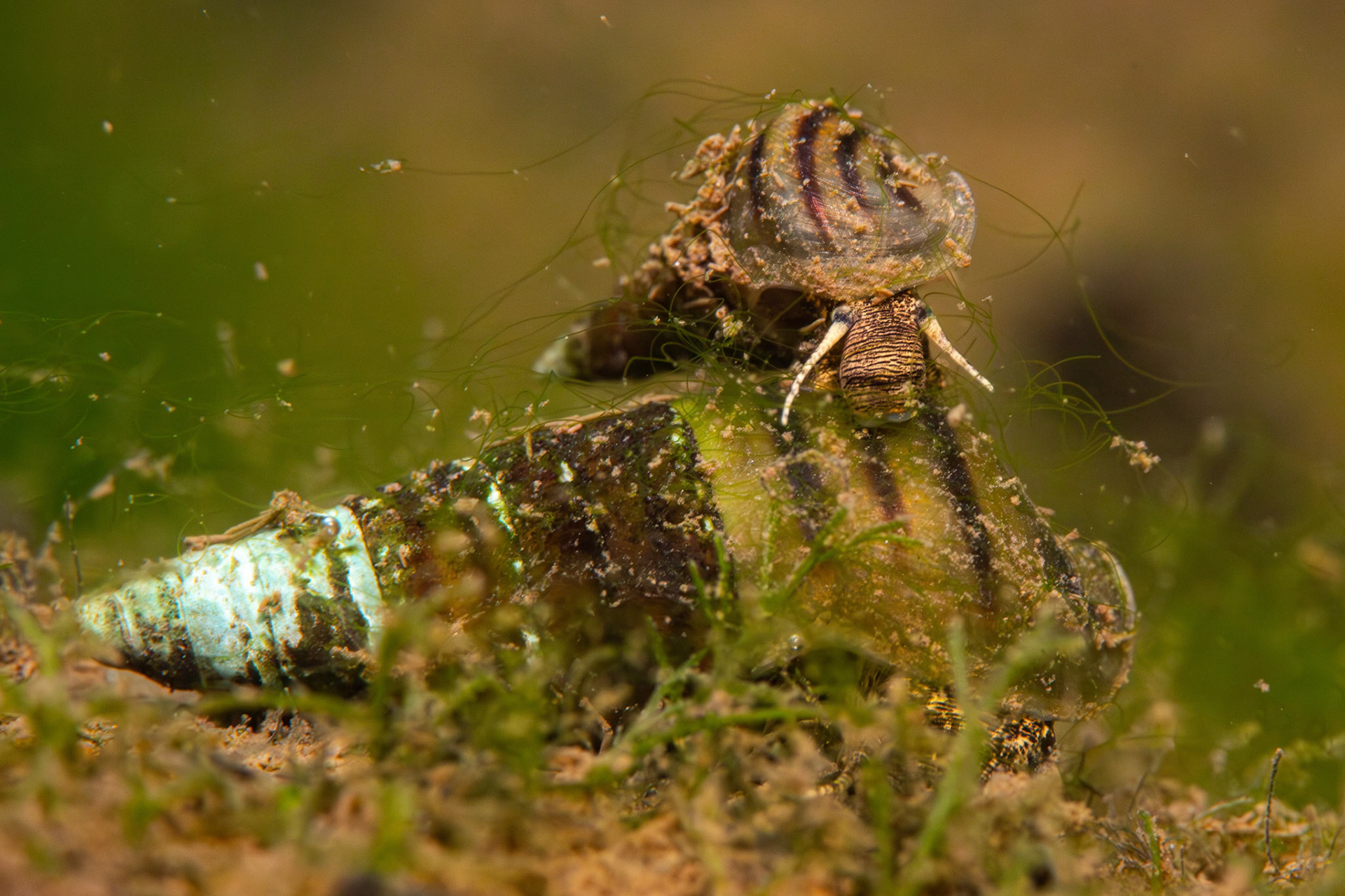 Elimia sp.