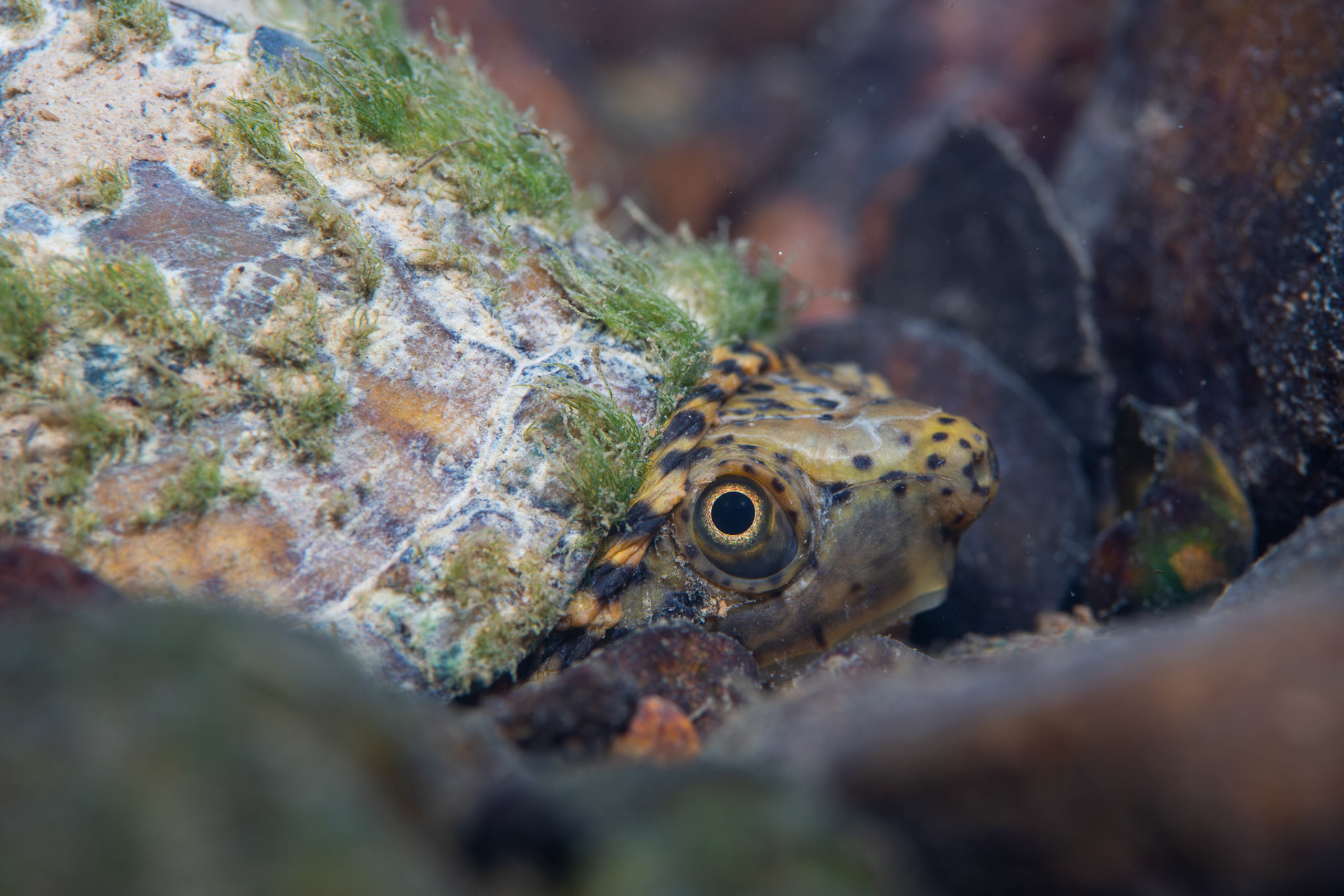 Stripe-necked Musk Turtle