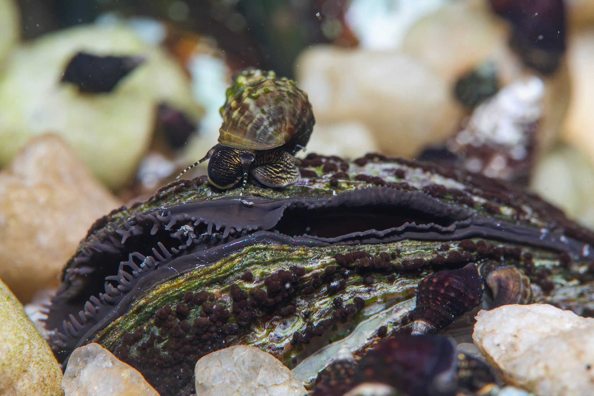 Elimia sp.