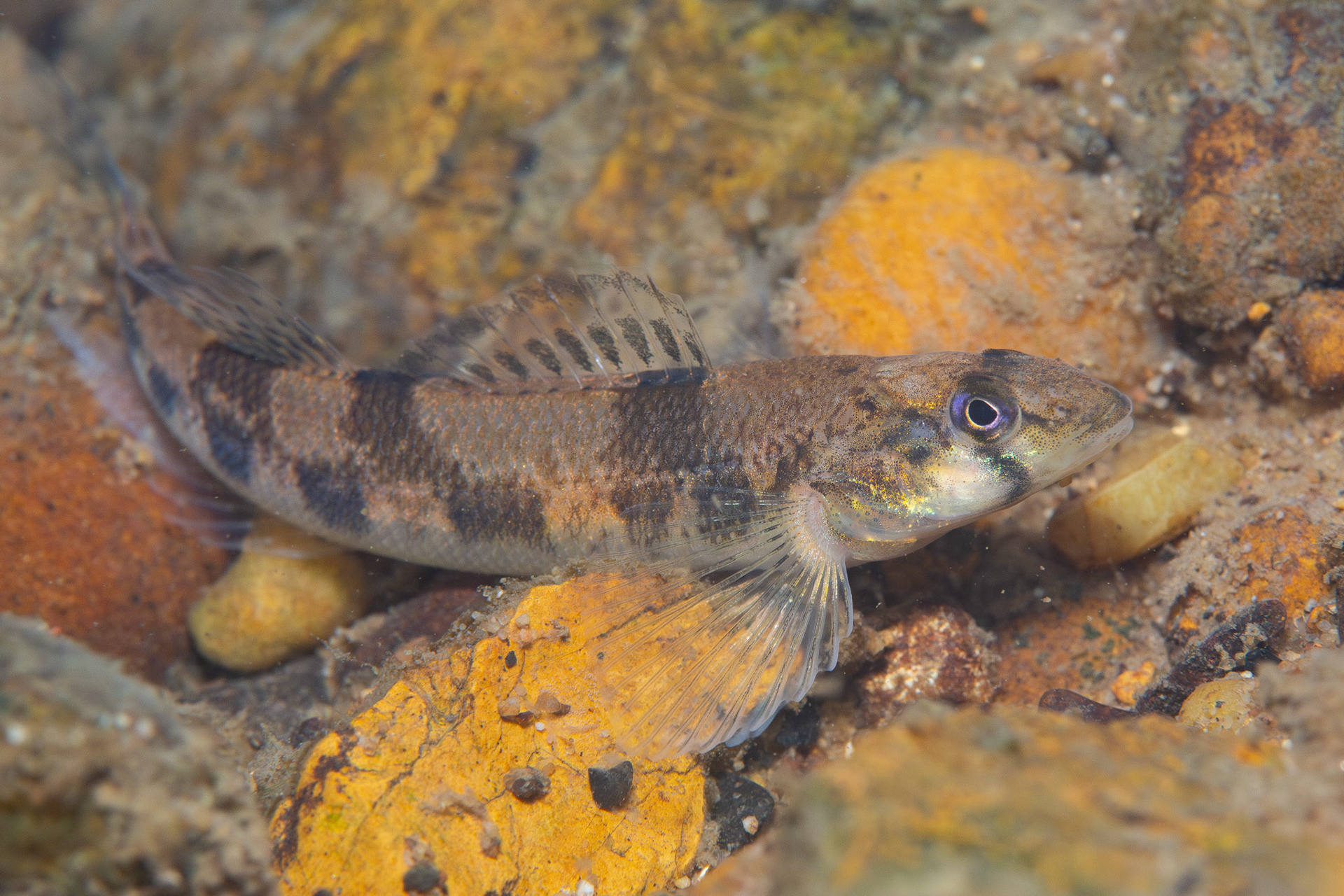 Saddleback Darter