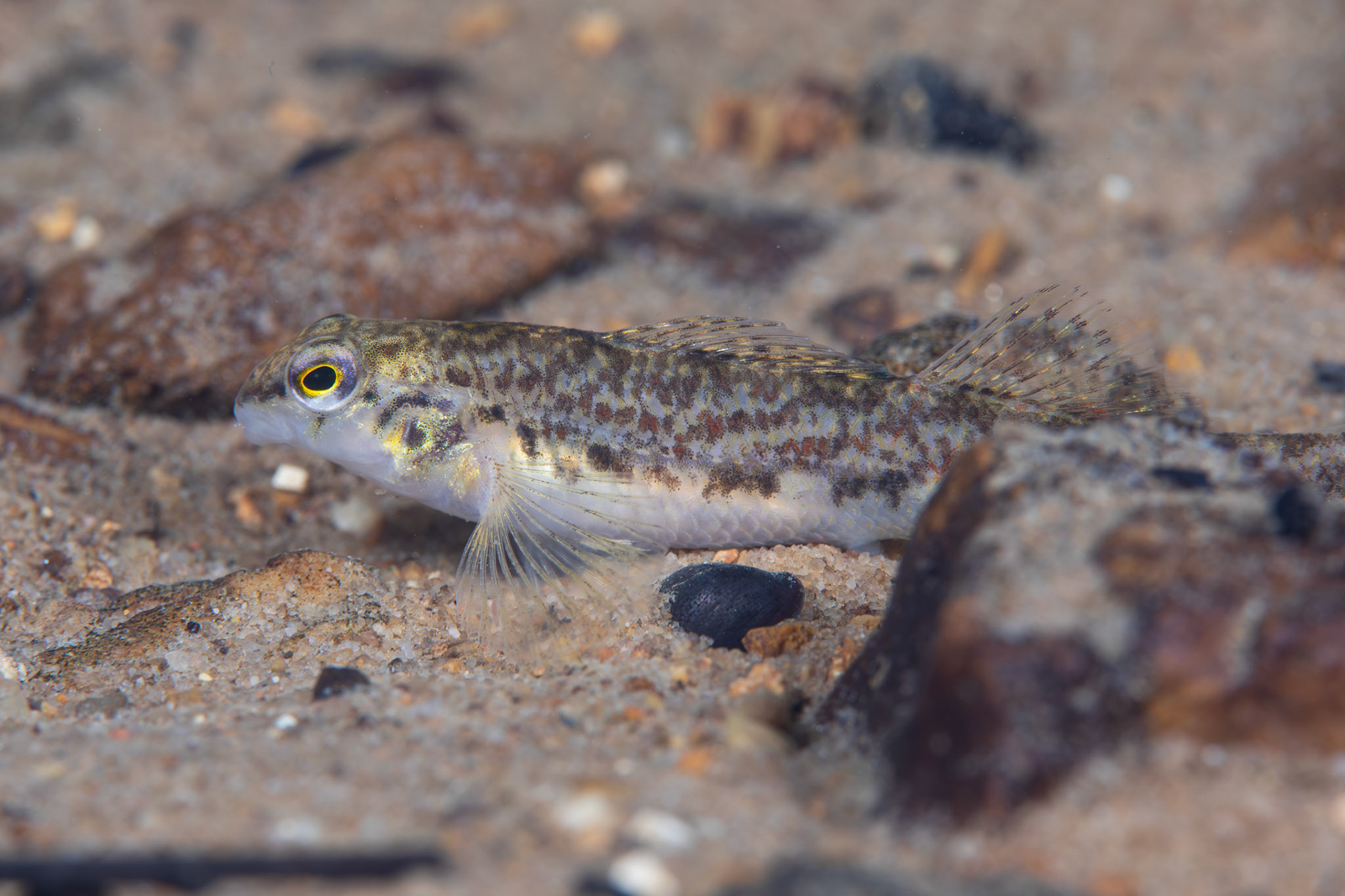 Tombigbee Darter