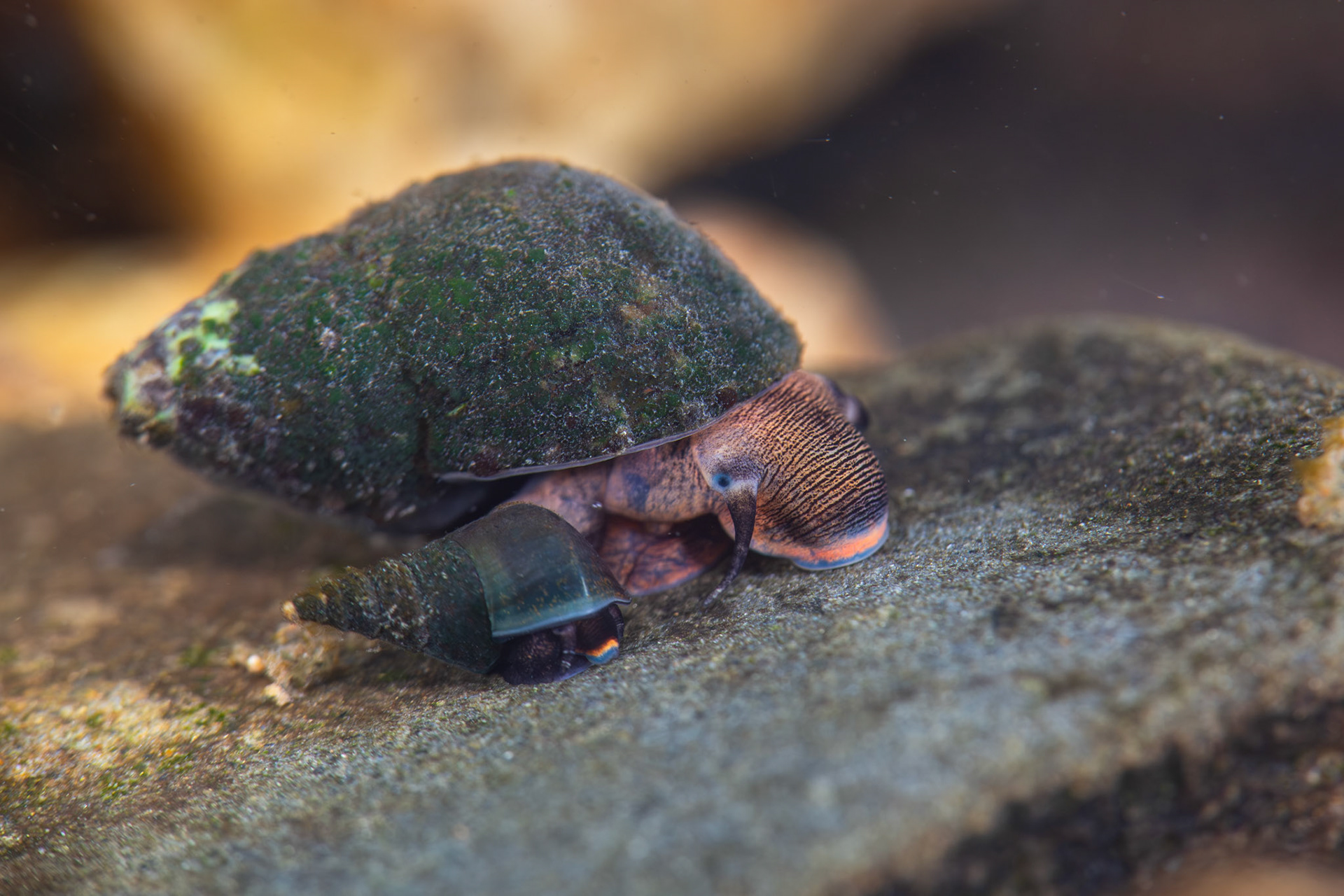 Elimia snails - Albama