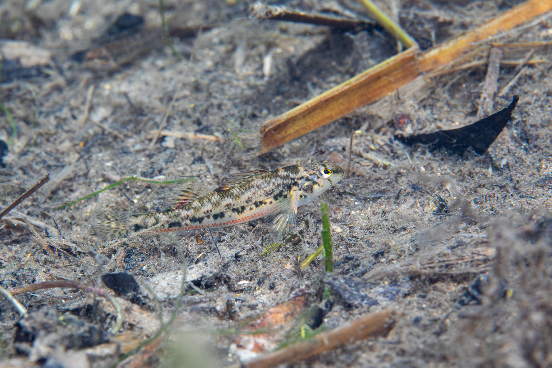 Vermilion Darter