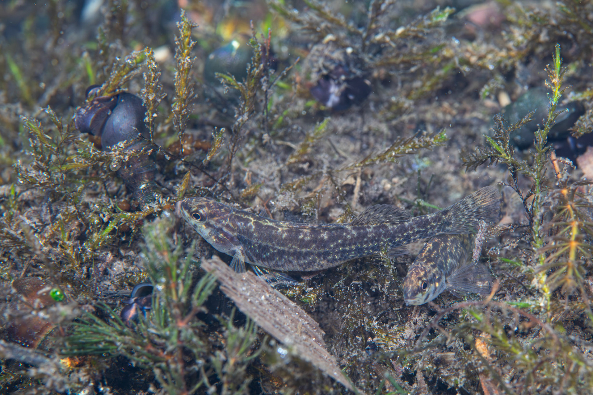 Watercress Darter (Etheostoma nuchale)