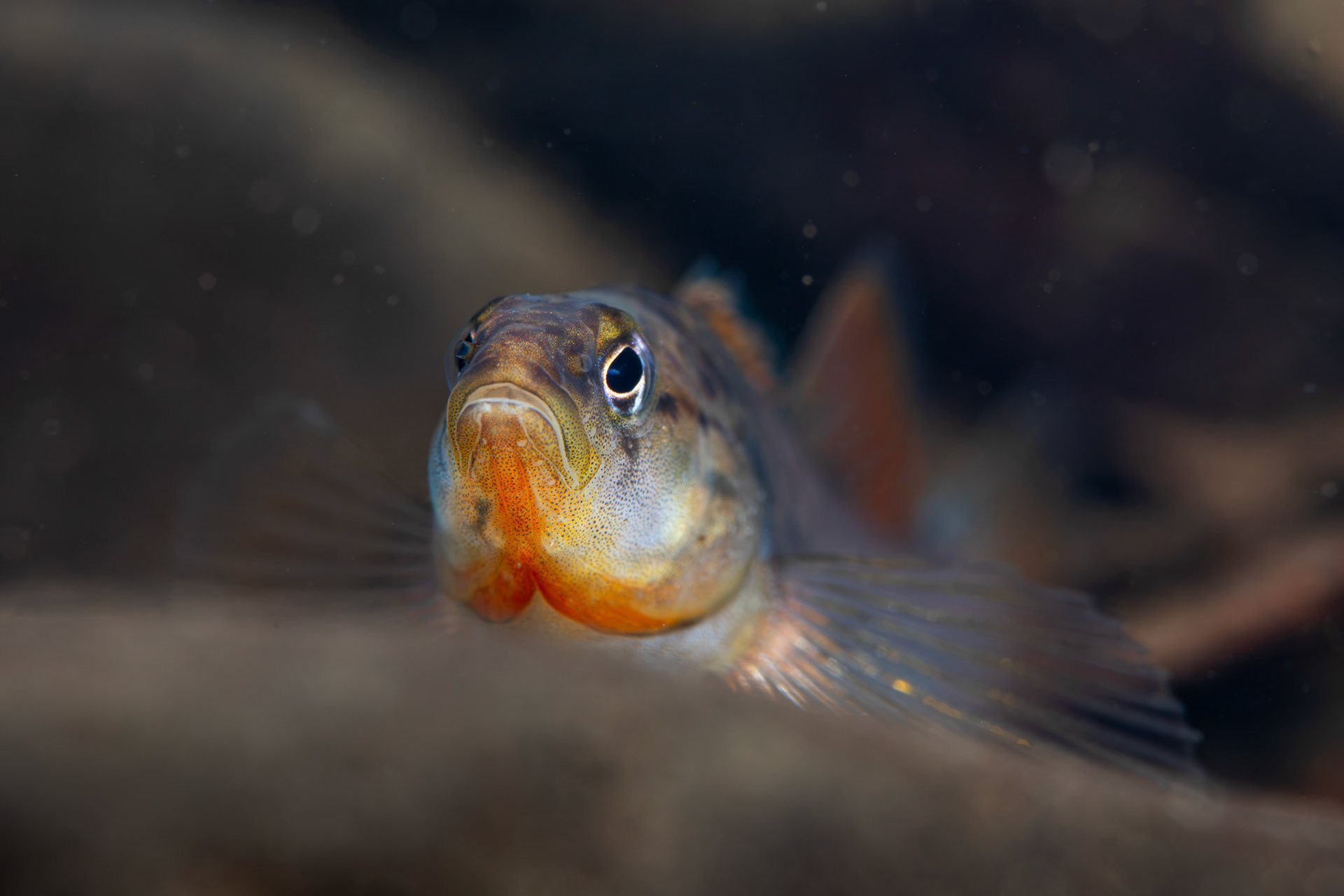 Rainbow Darter