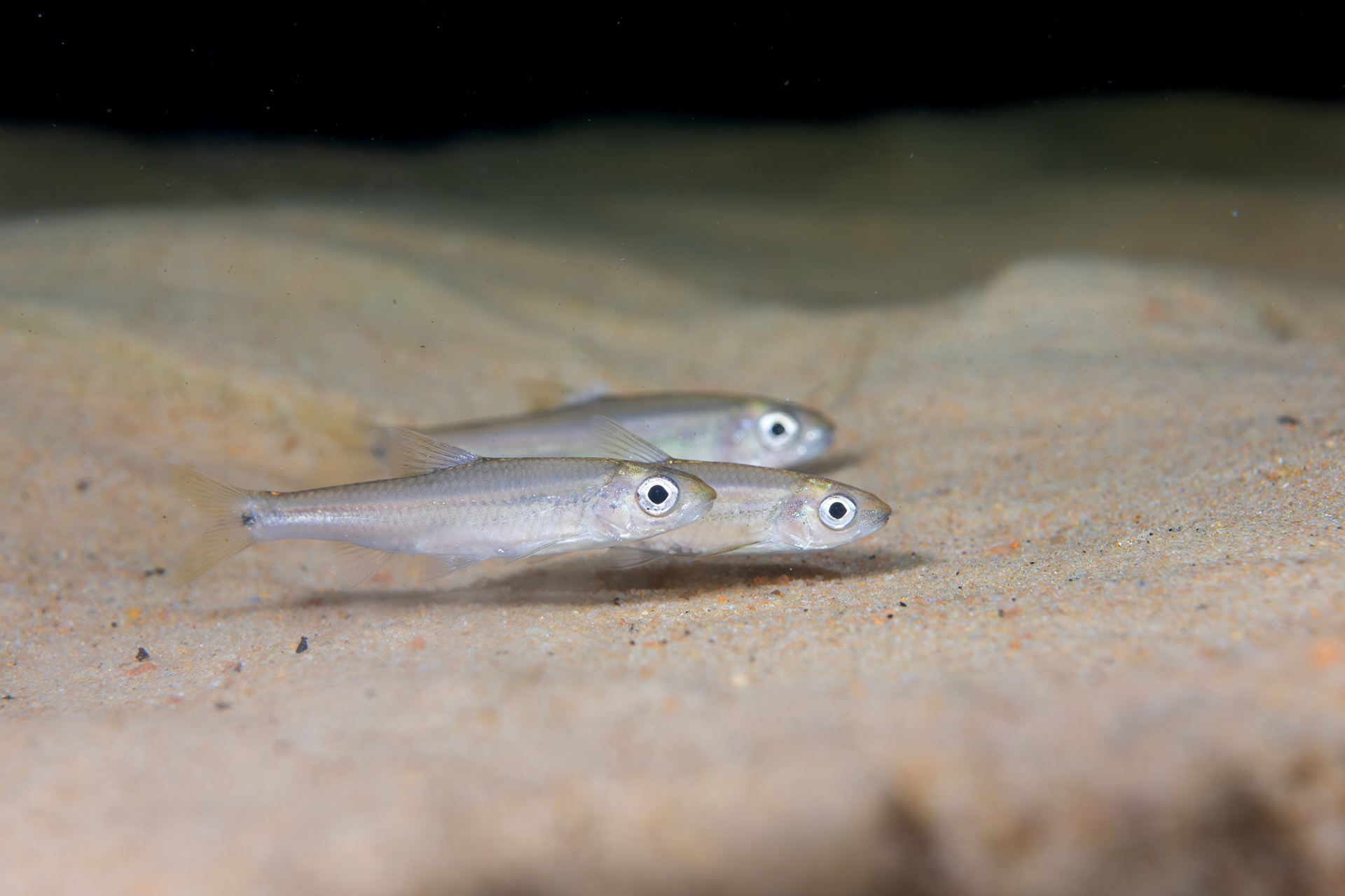 Weed Shiner (Alburnops texanus)