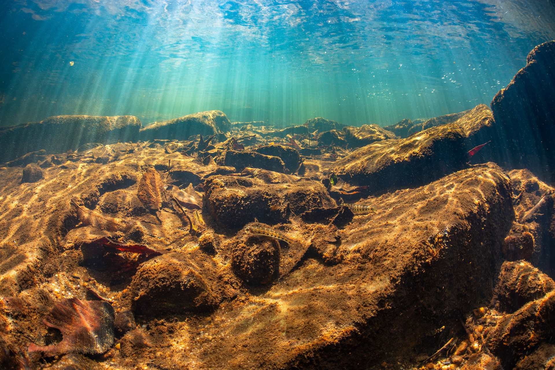 Tennessee Snubnose Darters