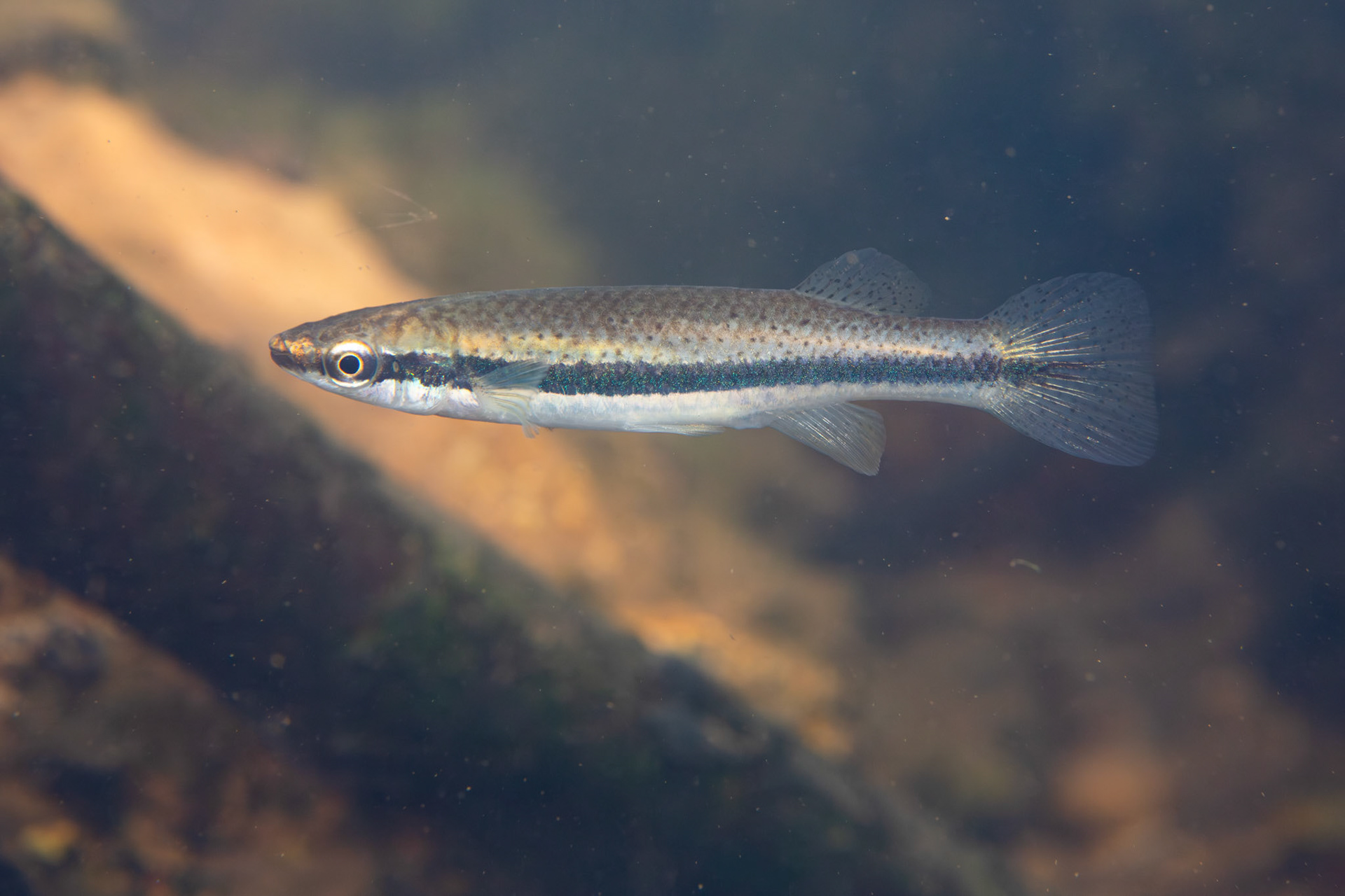 Blackspotted Topminnow (Fundulus olivaceus)