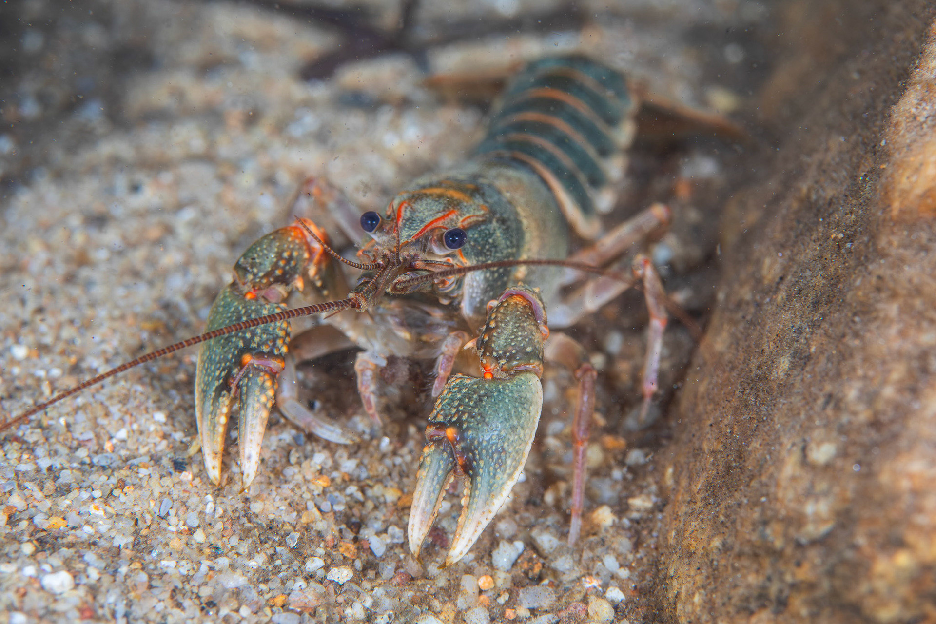 Slackwater Crayfish