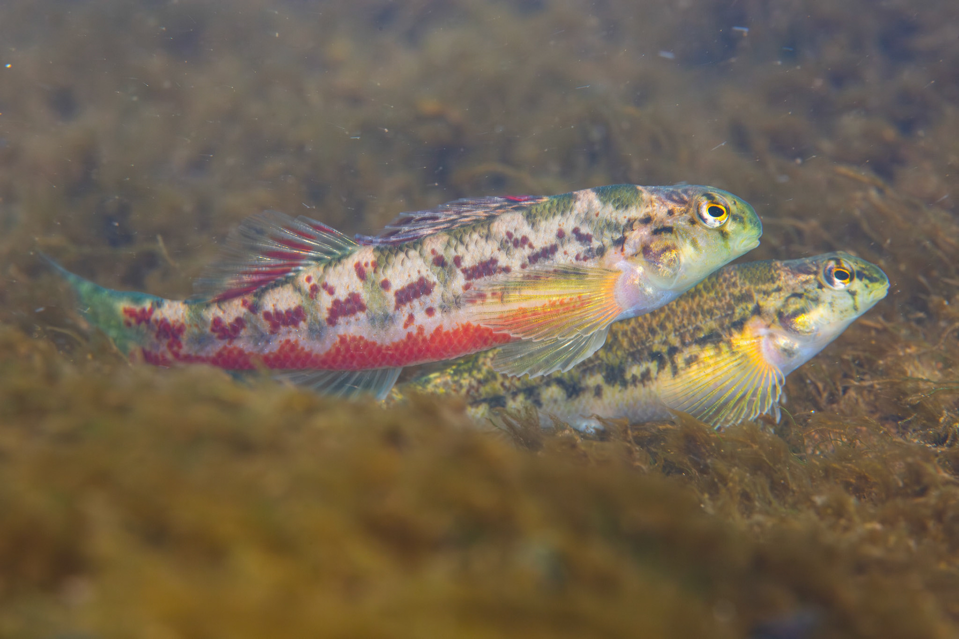 Vermilion darter (Etheostoma chermocki)