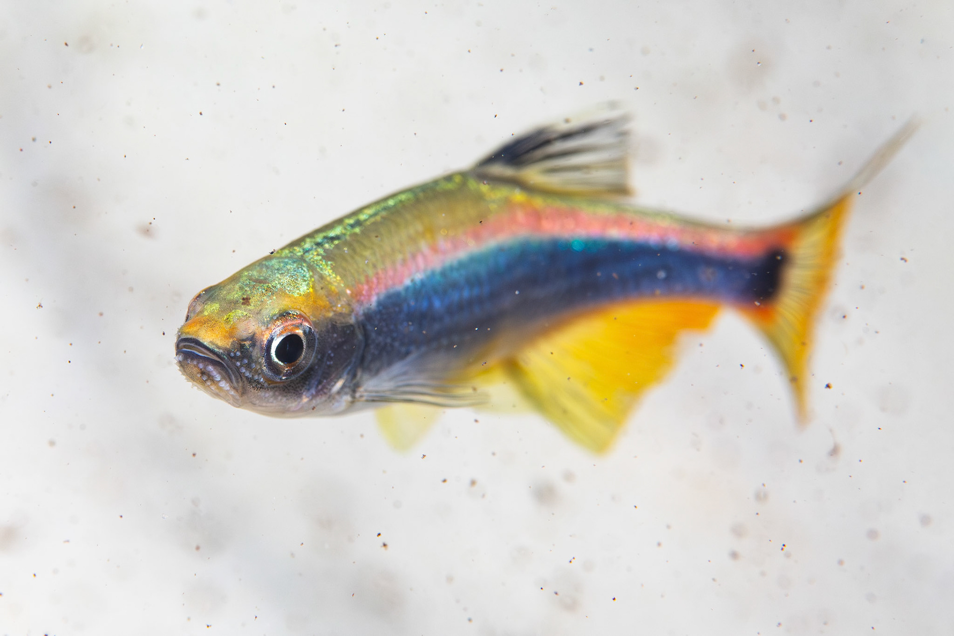 Sailfin Shiners (Pteronotropis hypselopterus)