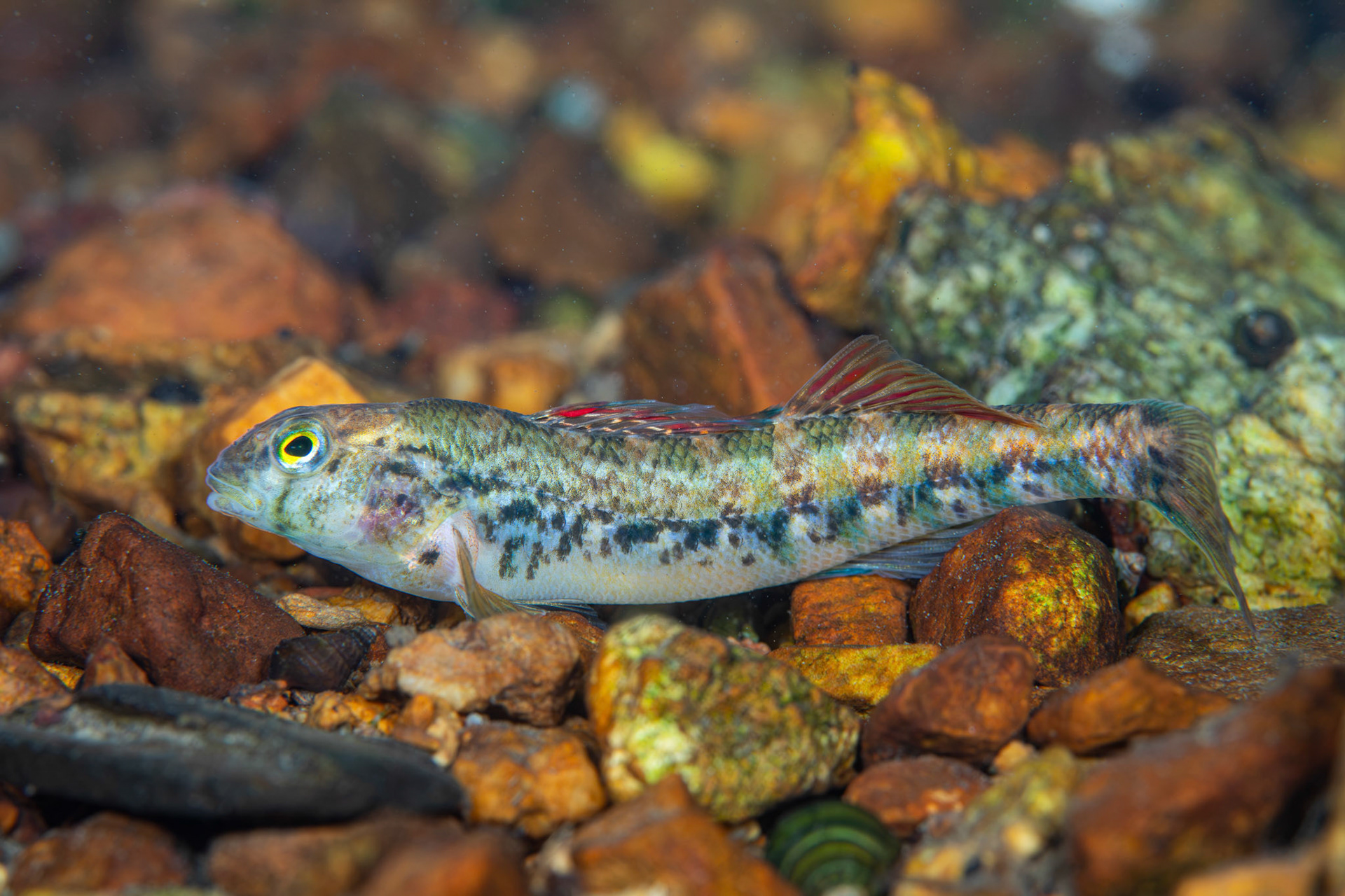 Coosa Darter