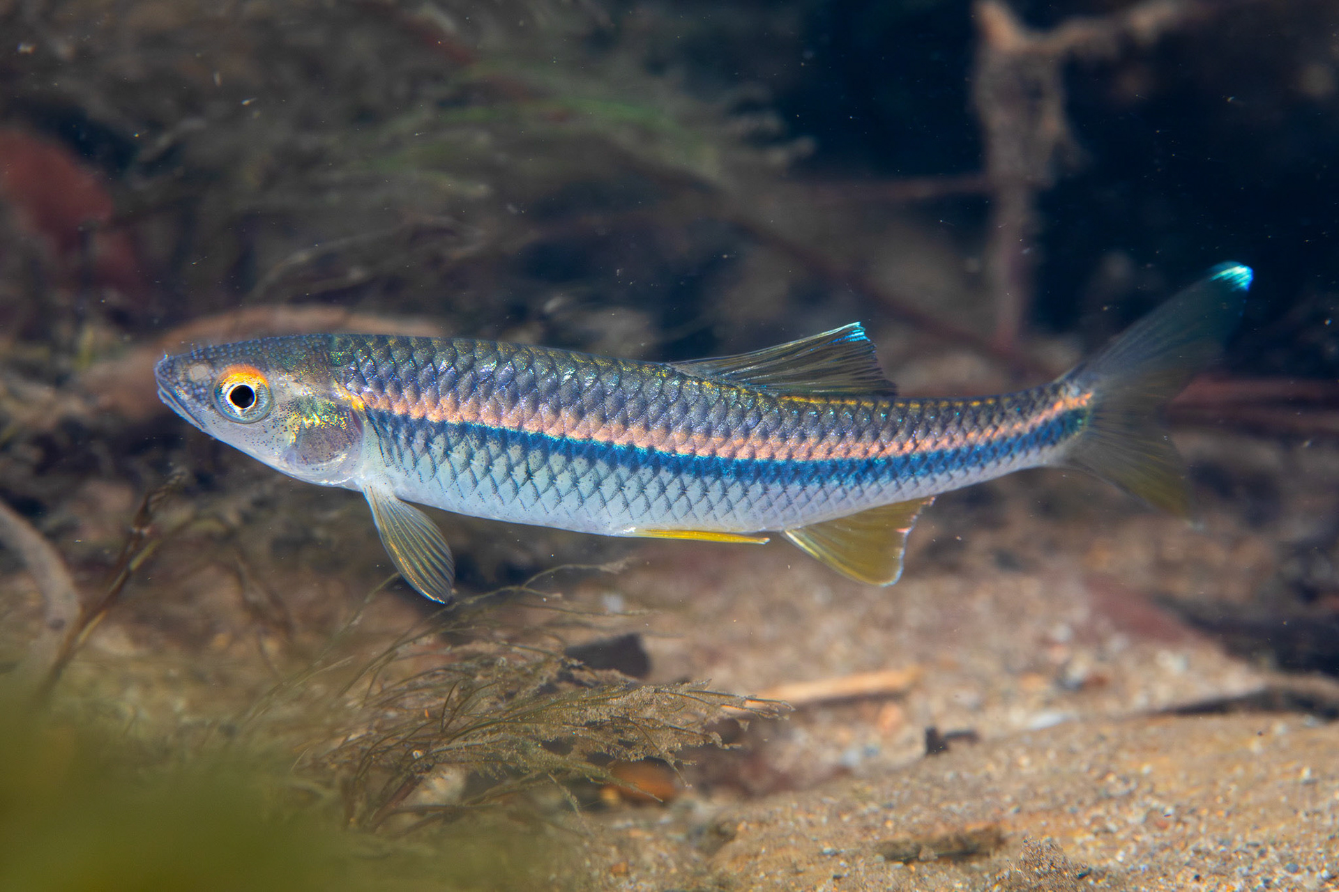 Blue Shiner