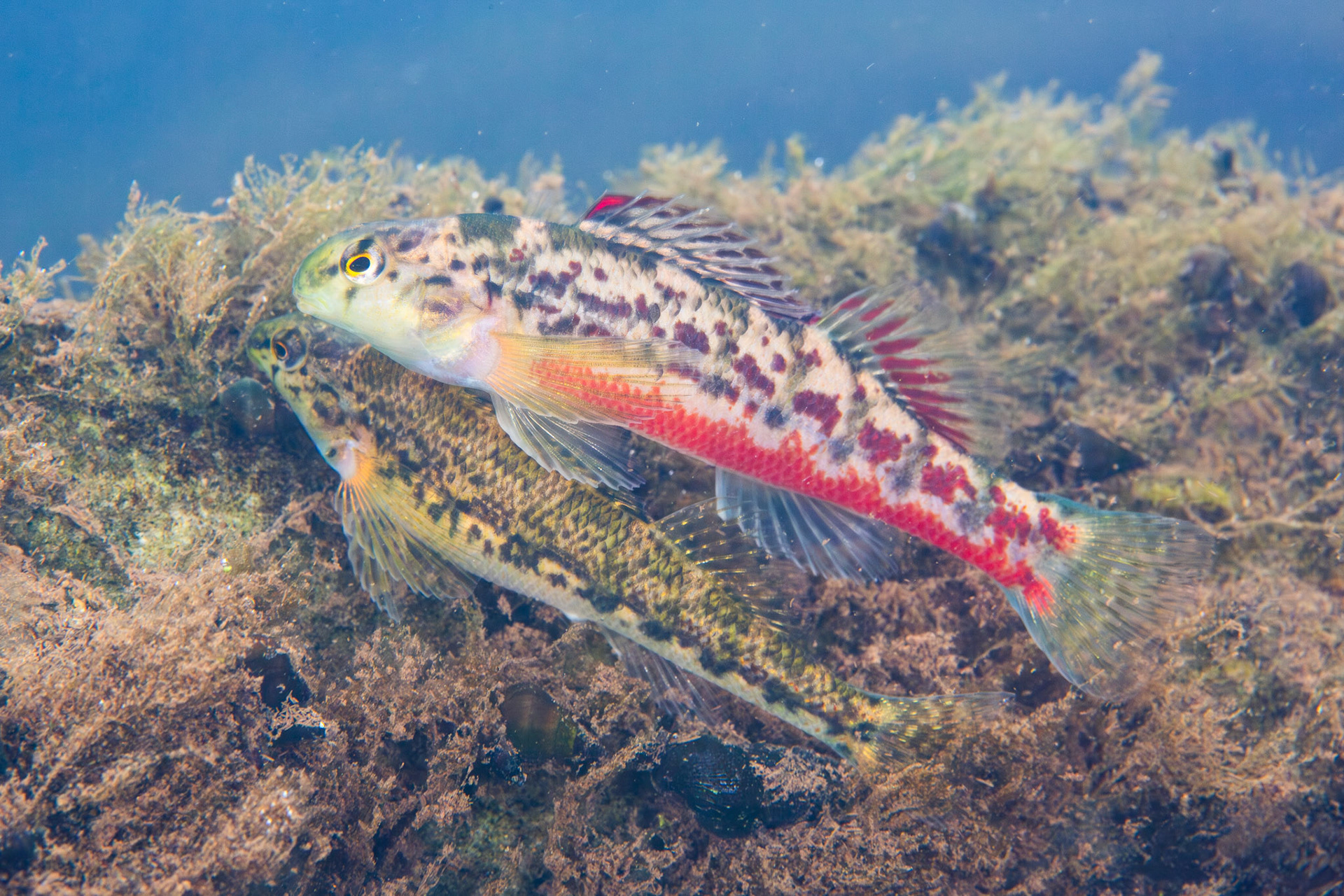 Vermilion darter (Etheostoma chermocki)