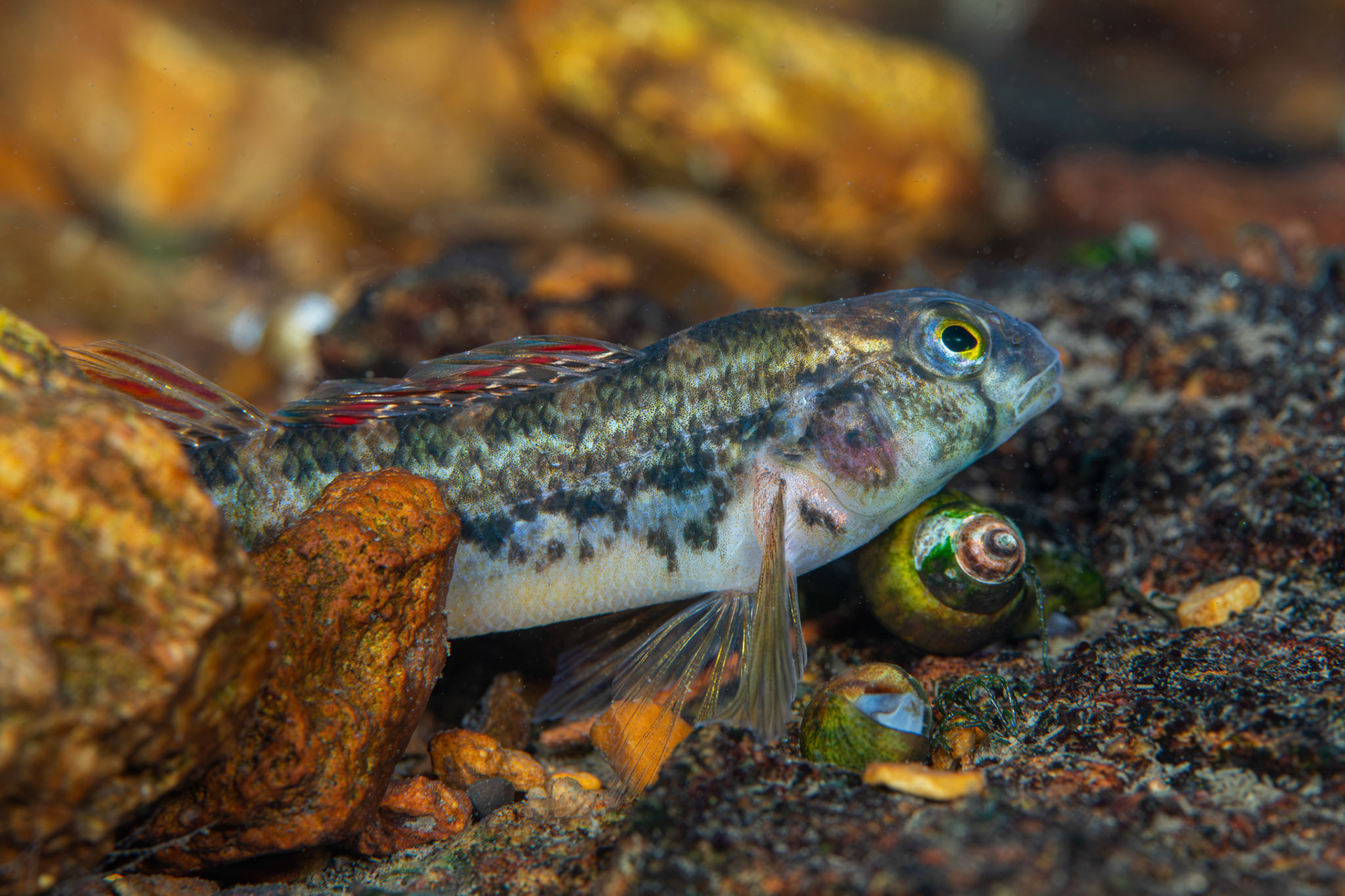 Coosa Darter