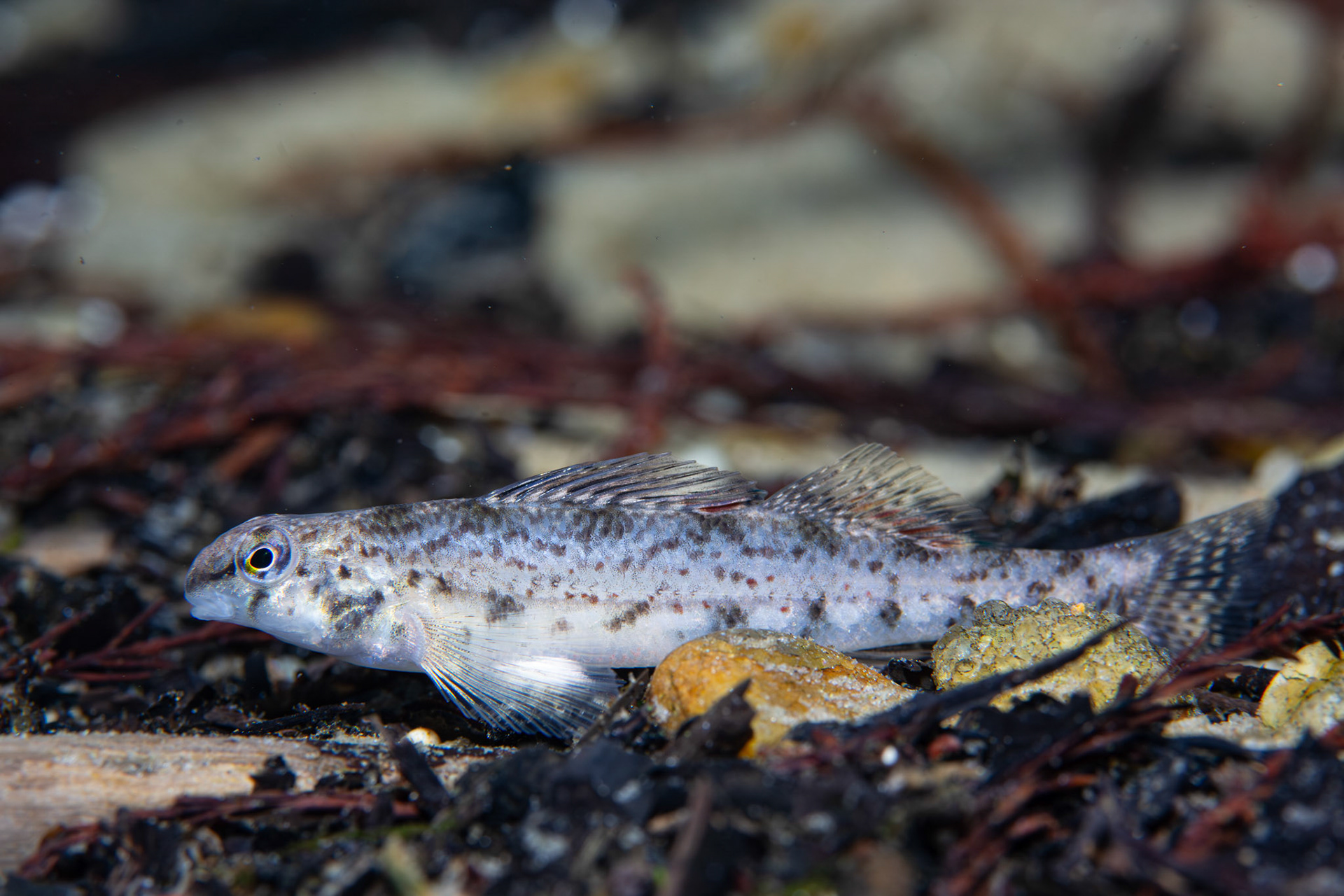 Coastal Darter