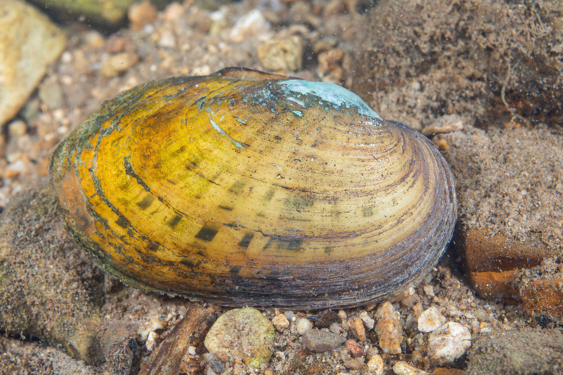 Painted Creekshell