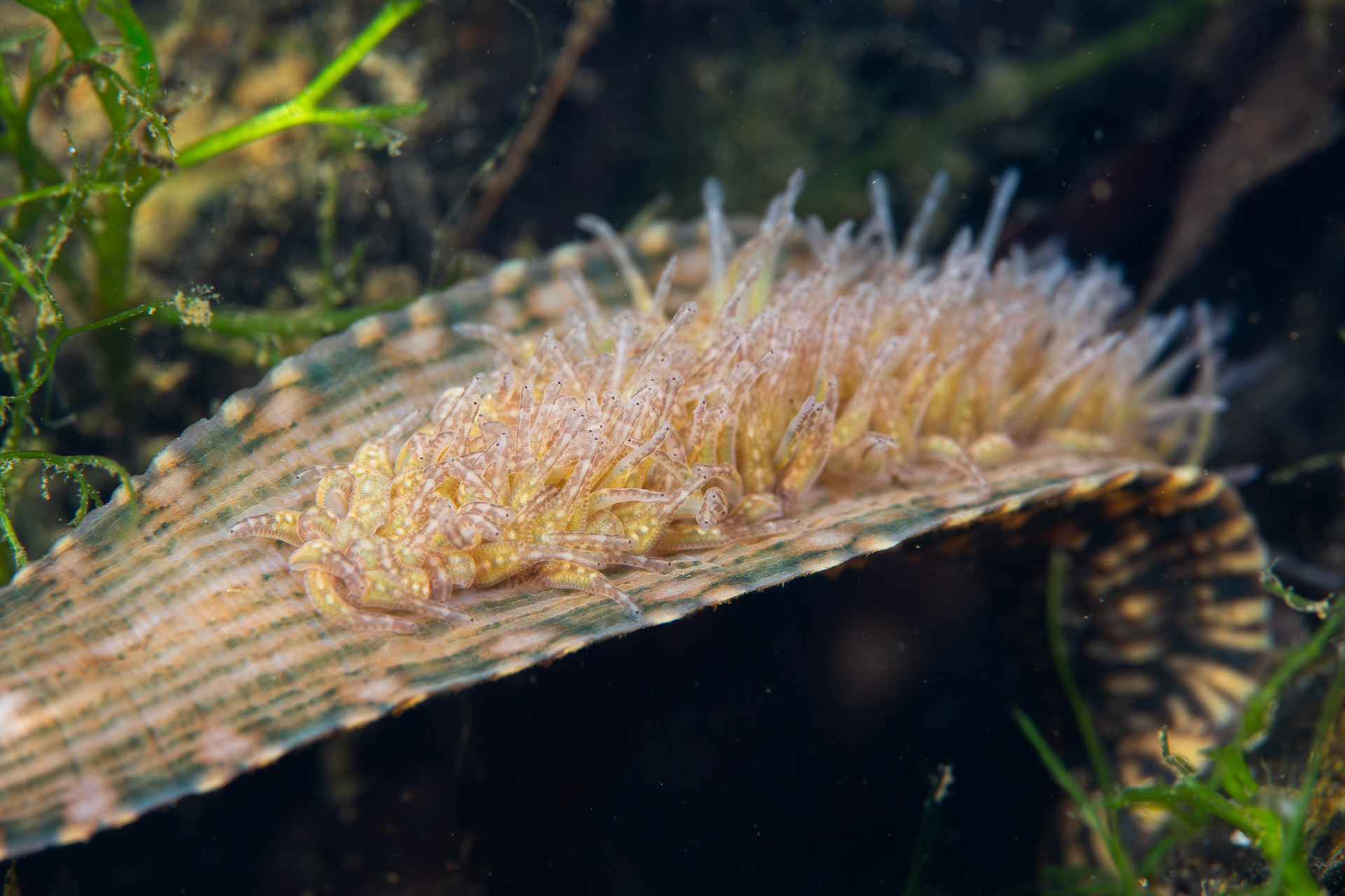 Smooth Turtle Leech