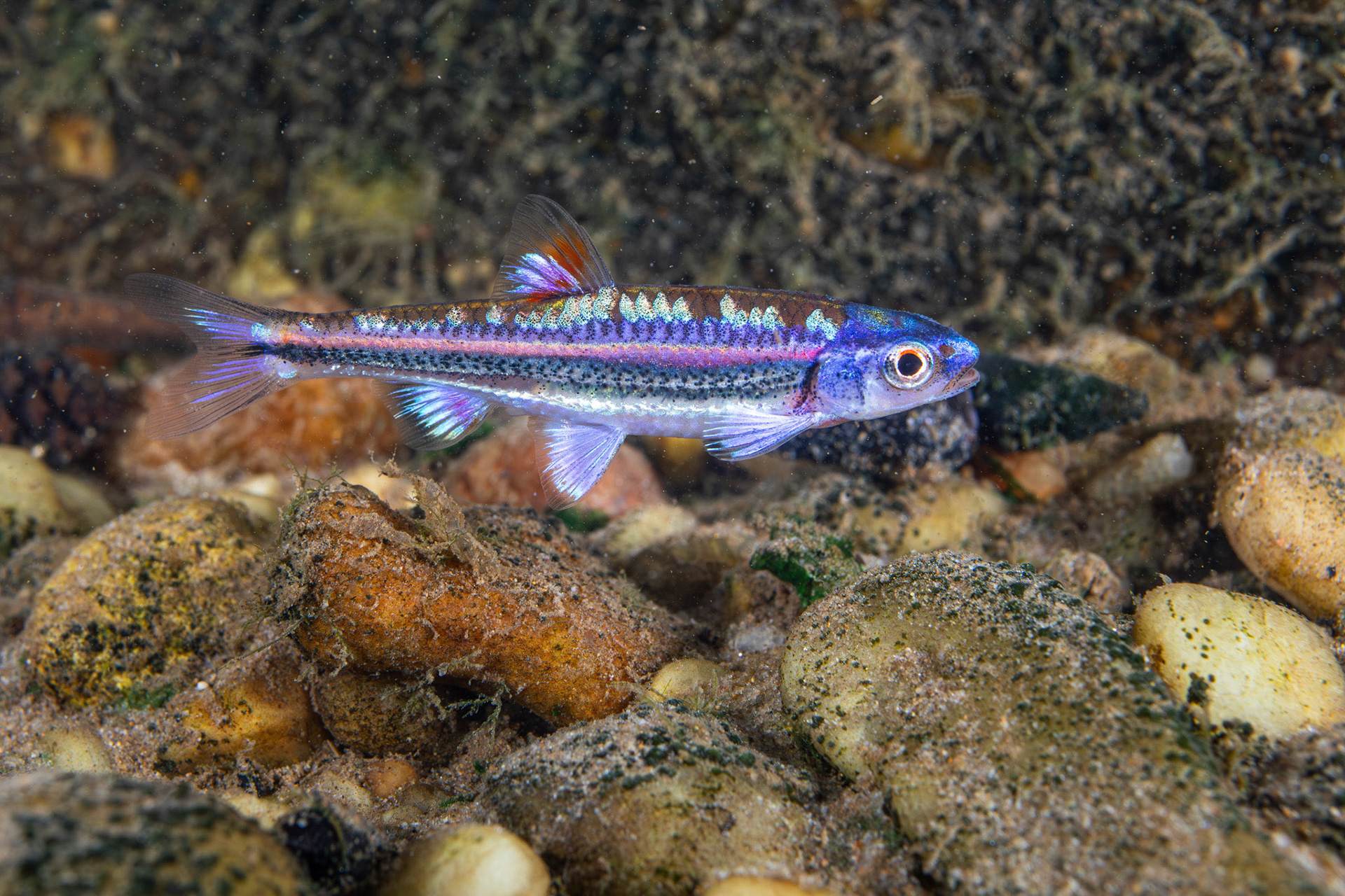 Rainbow Darter
