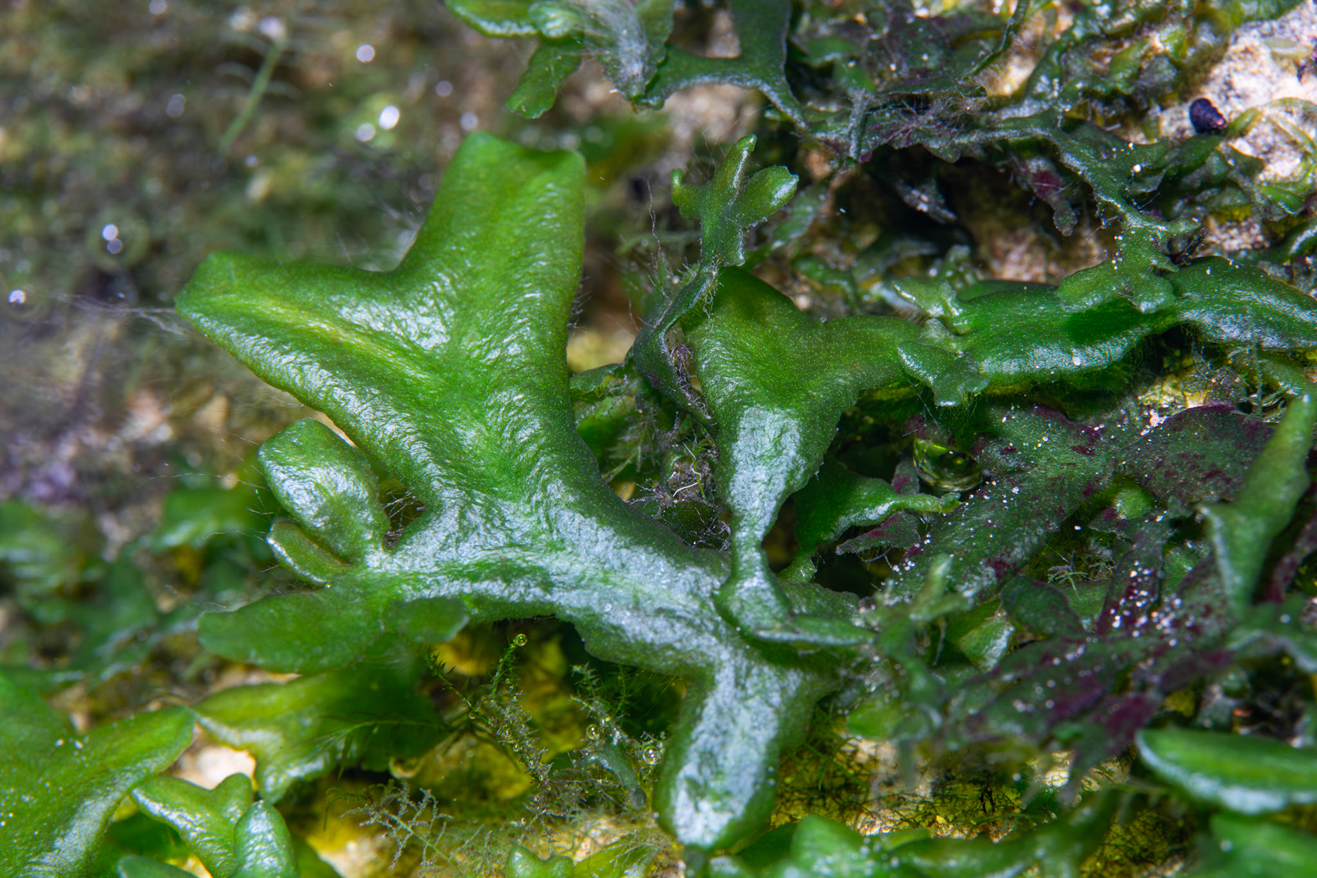 Liverwort