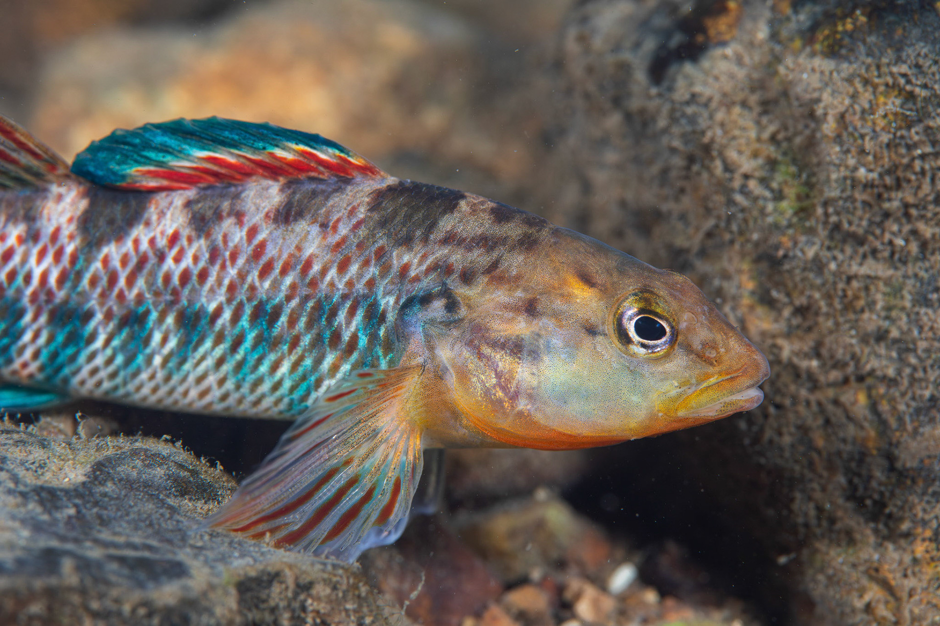 Rainbow Darter