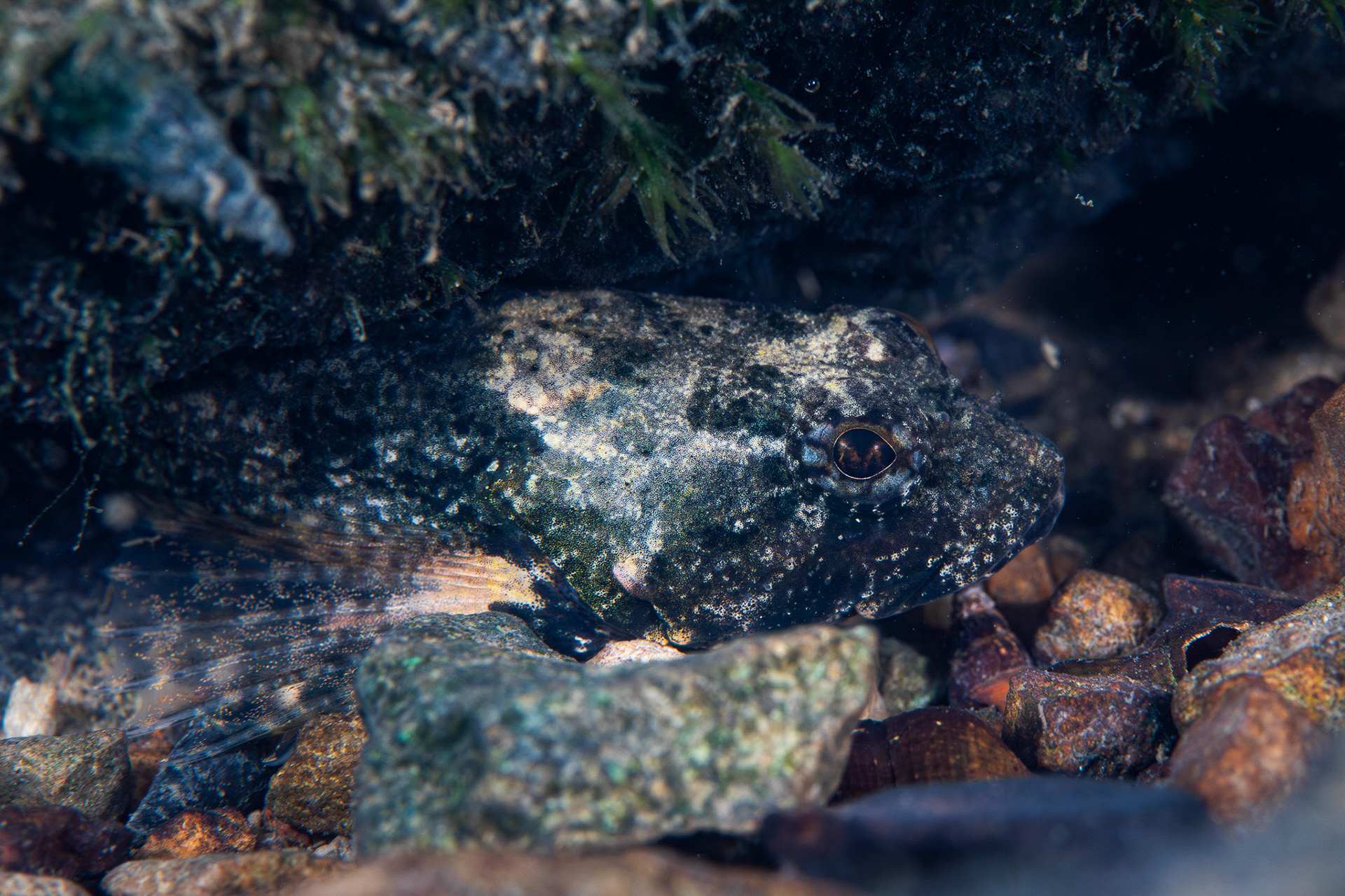 Banded Sculpin