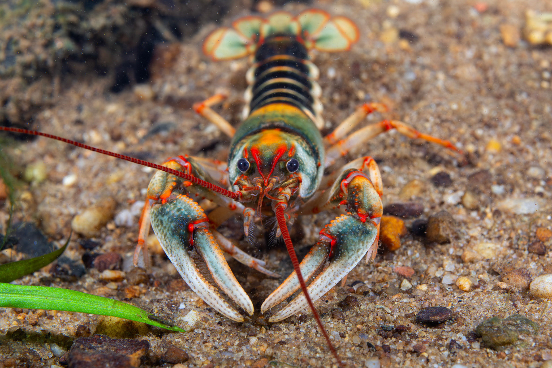 Chattooga River Crayfish