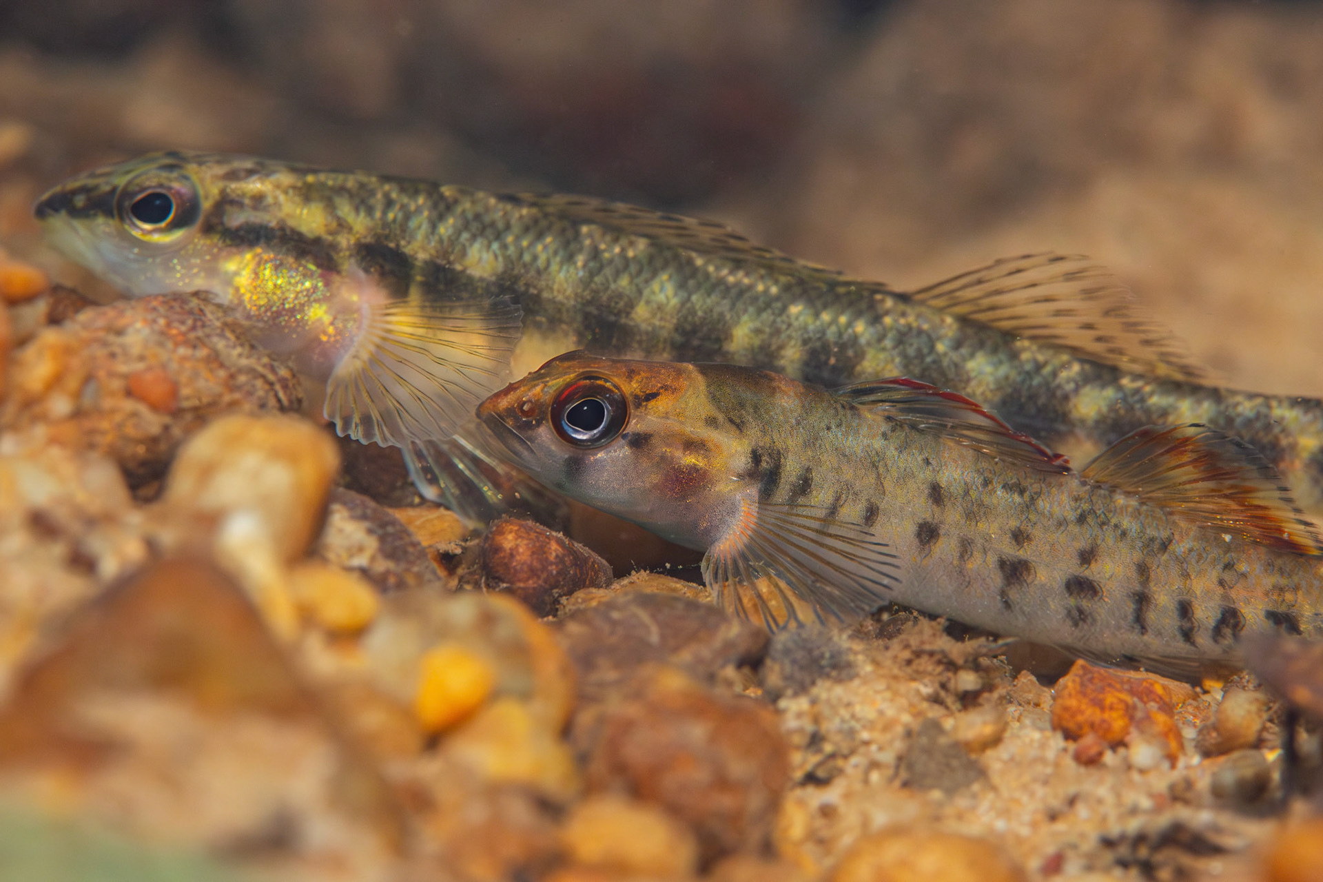 Blackbanded &amp; Tuskaloosa Darter