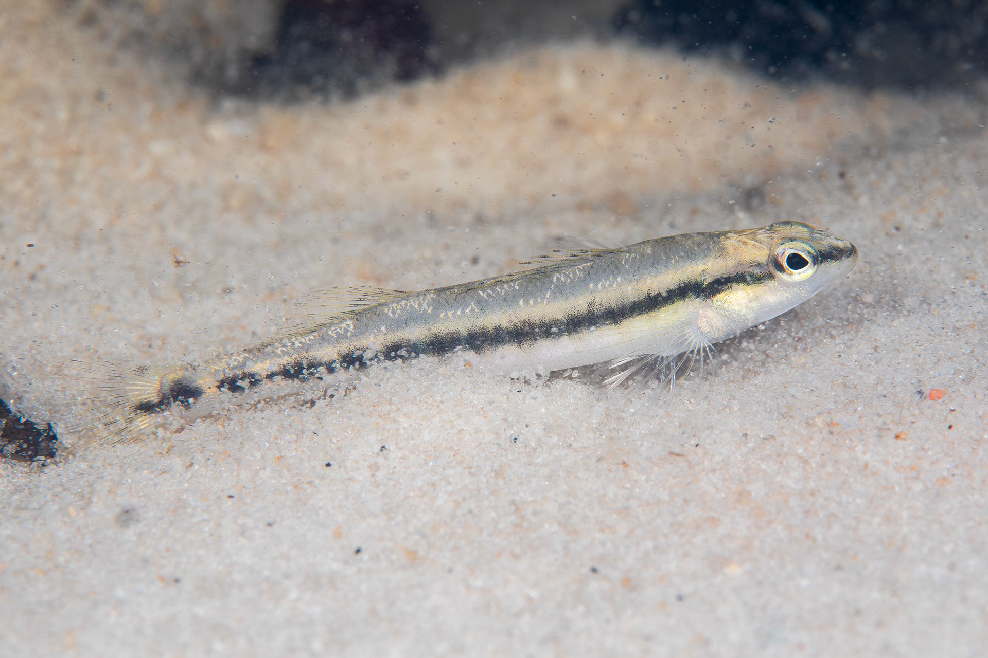 Blackbanded Darter