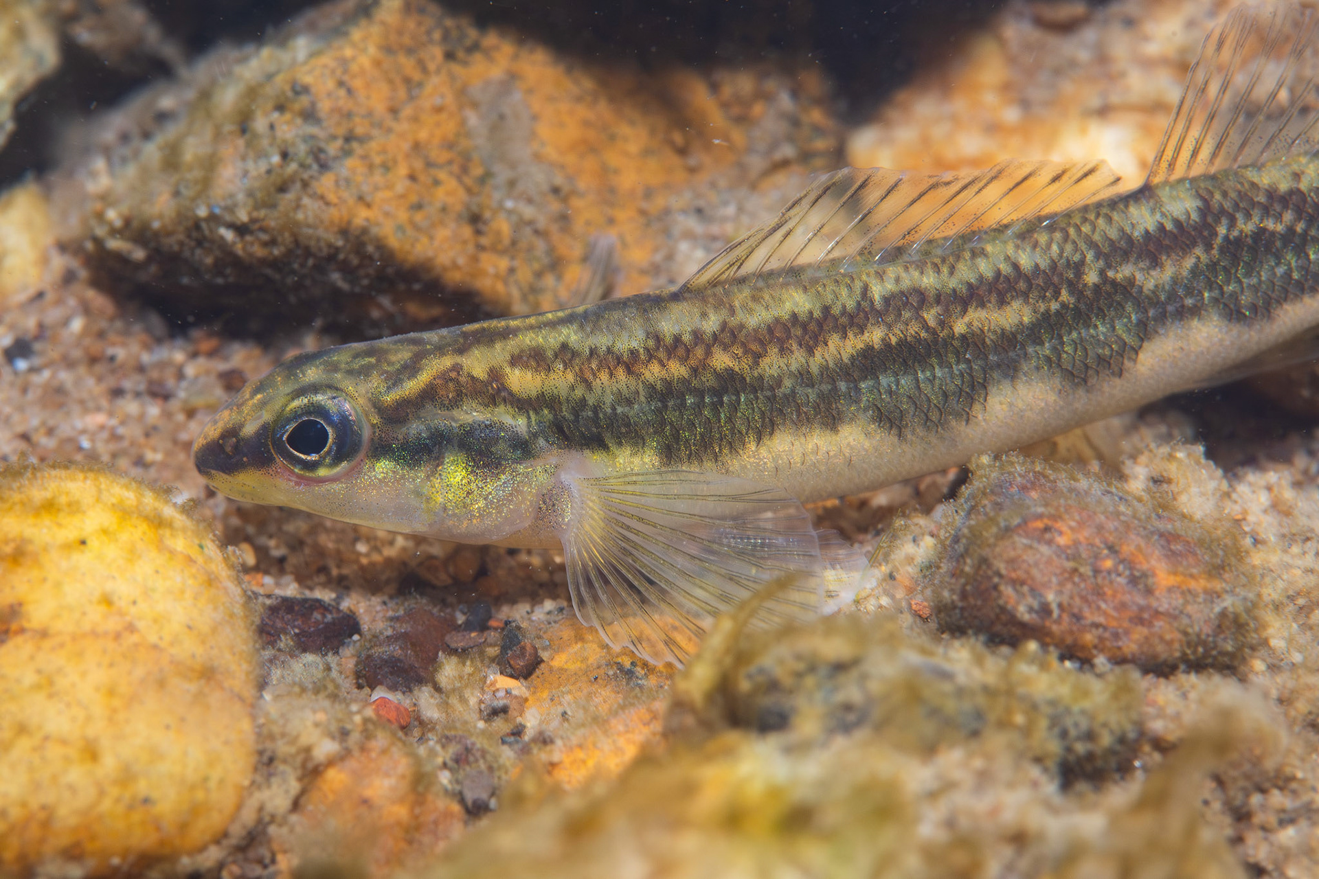 Goldline Darter