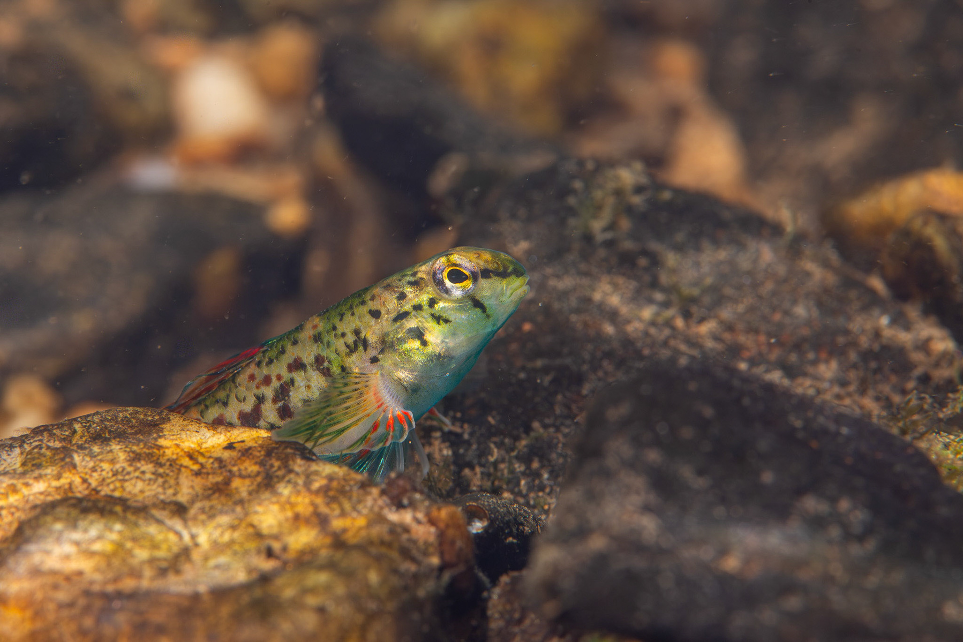 Holiday Darter
