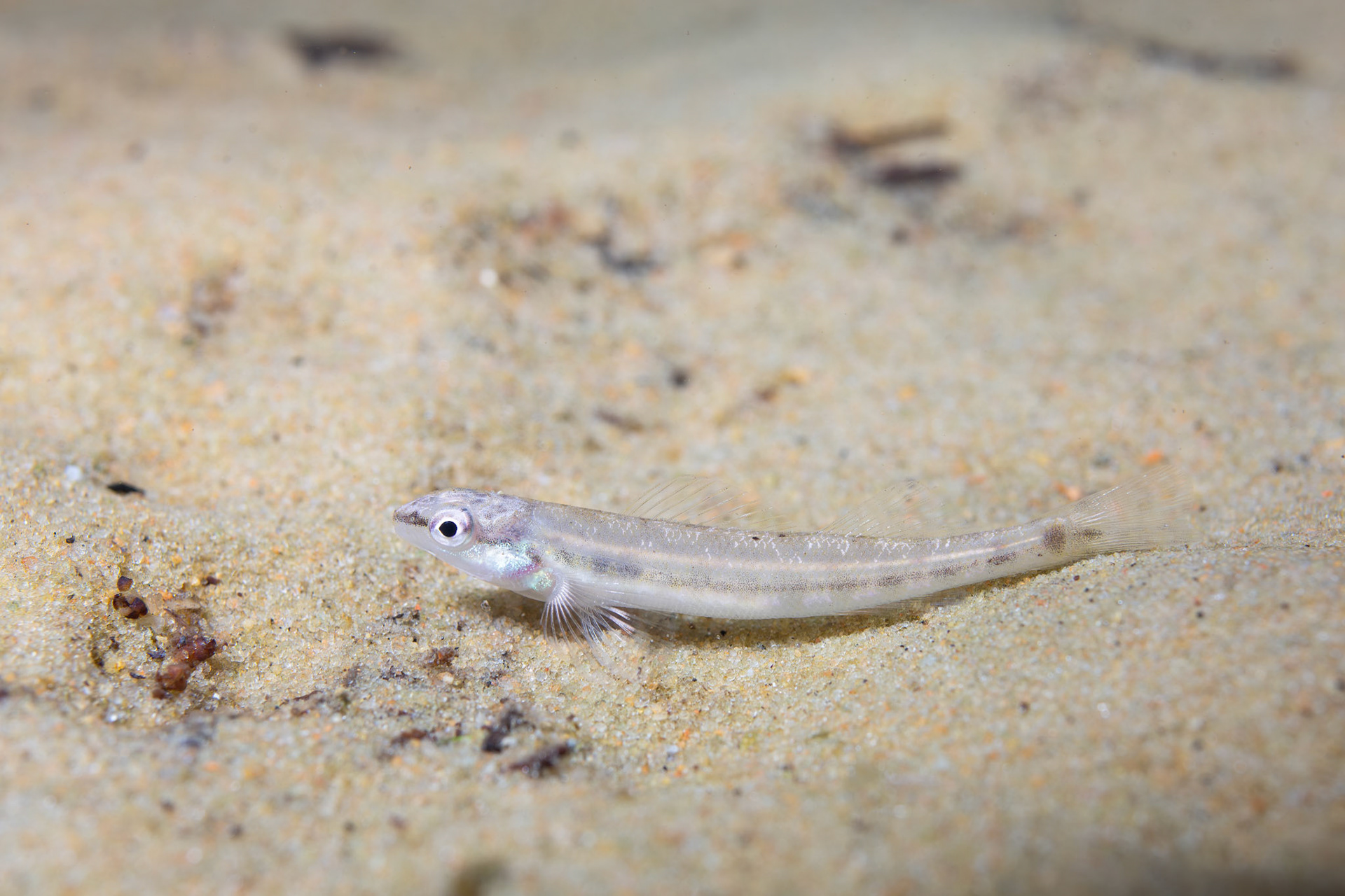 Blackbanded darter (Percina nigrofasciata)