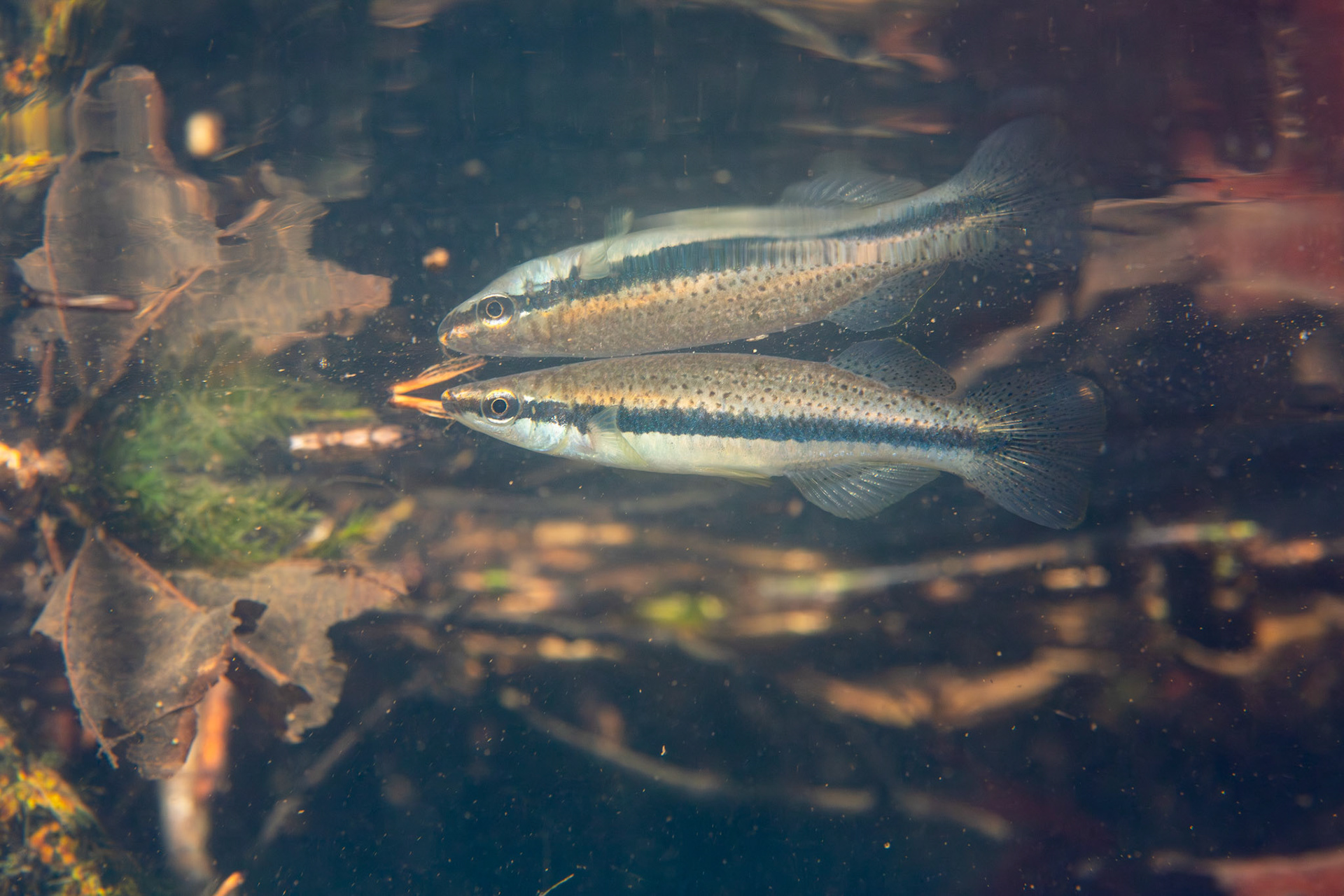 Blackspotted Topminnow (Fundulus olivaceus)