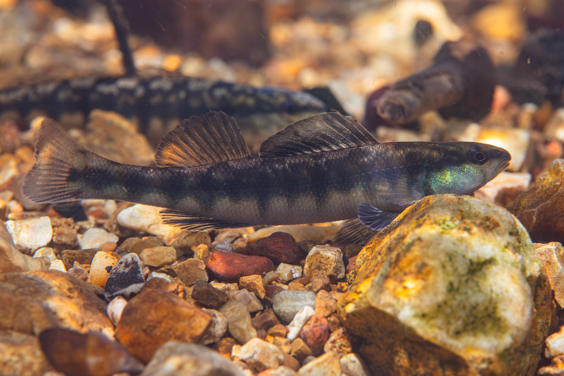 Blackbanded Darter (Percina nigrofasciata)