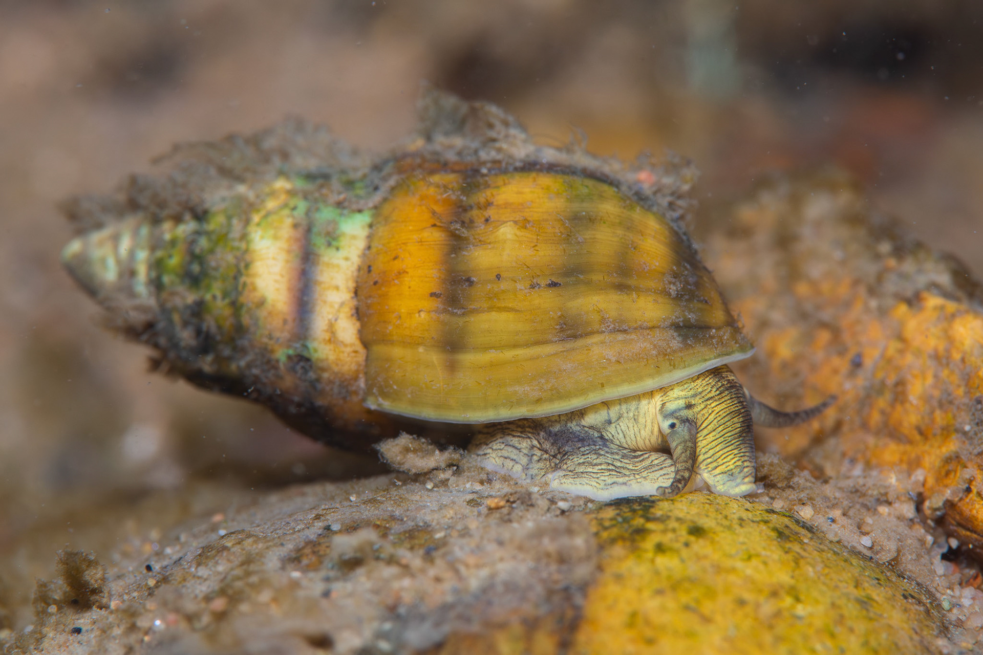 Lilyshoals Elimia