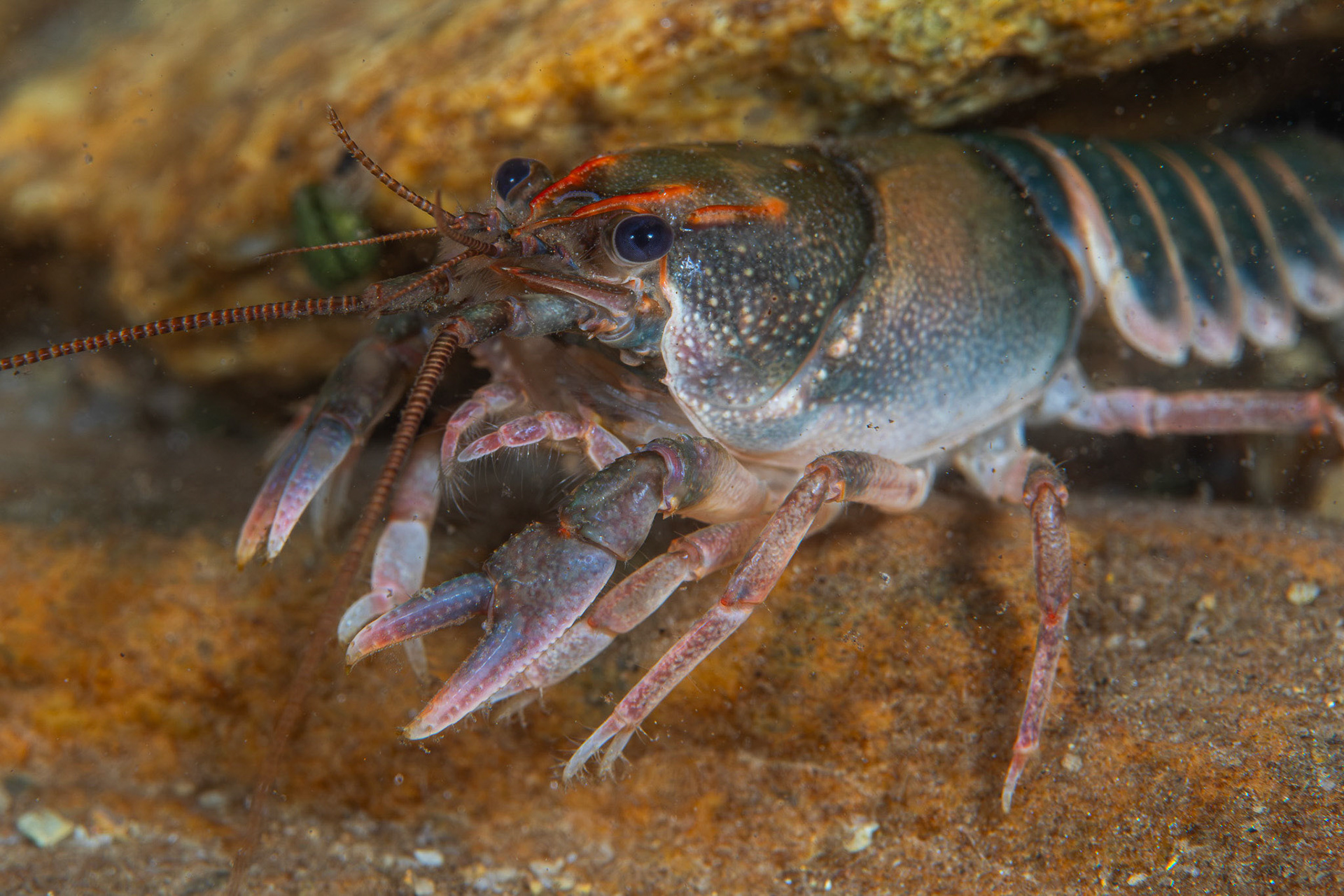 Slackwater Crayfish