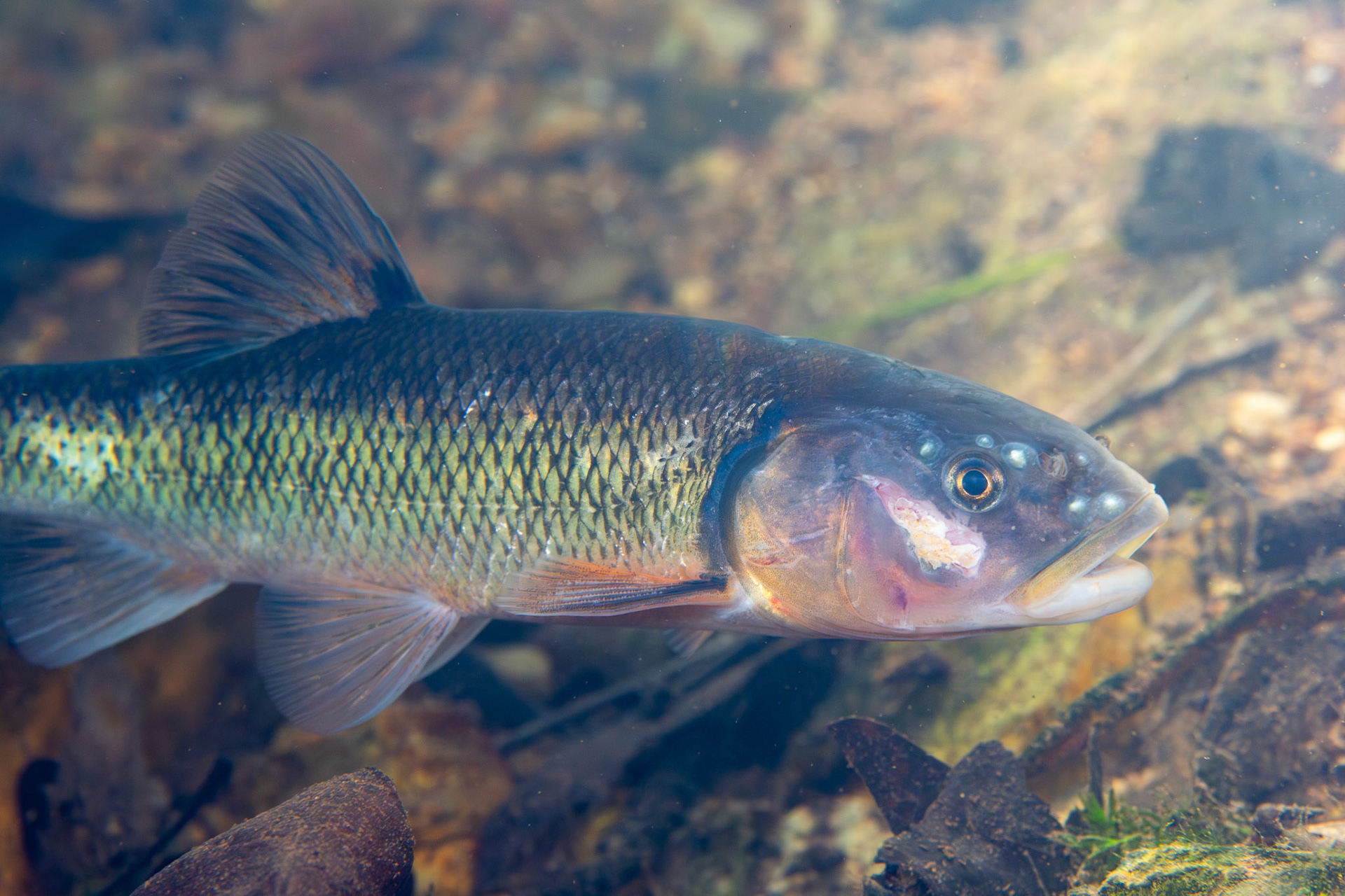 Creek Chub (Semotilus atromaculatus)