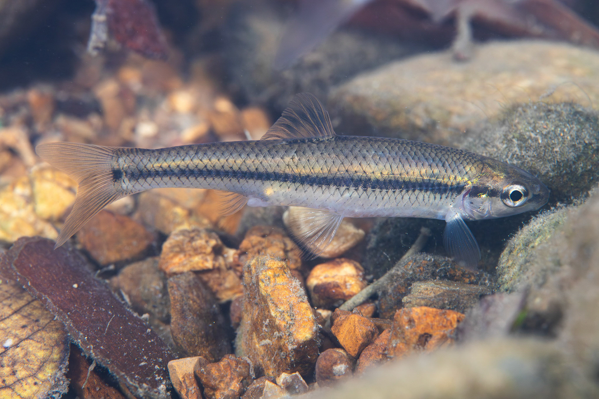 Bluntnose Minnow