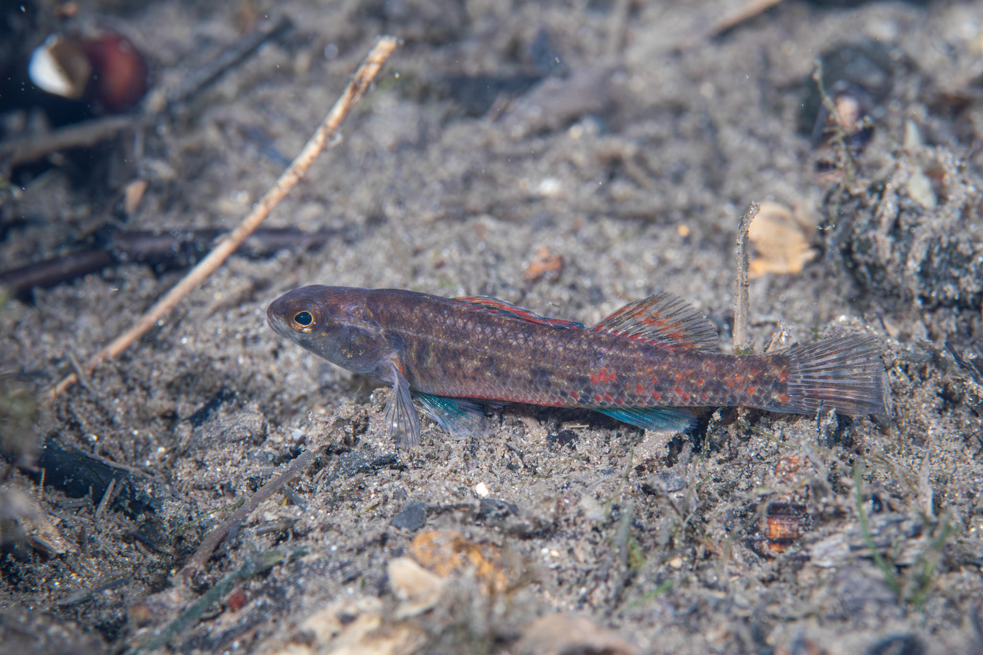Watercress Darter
