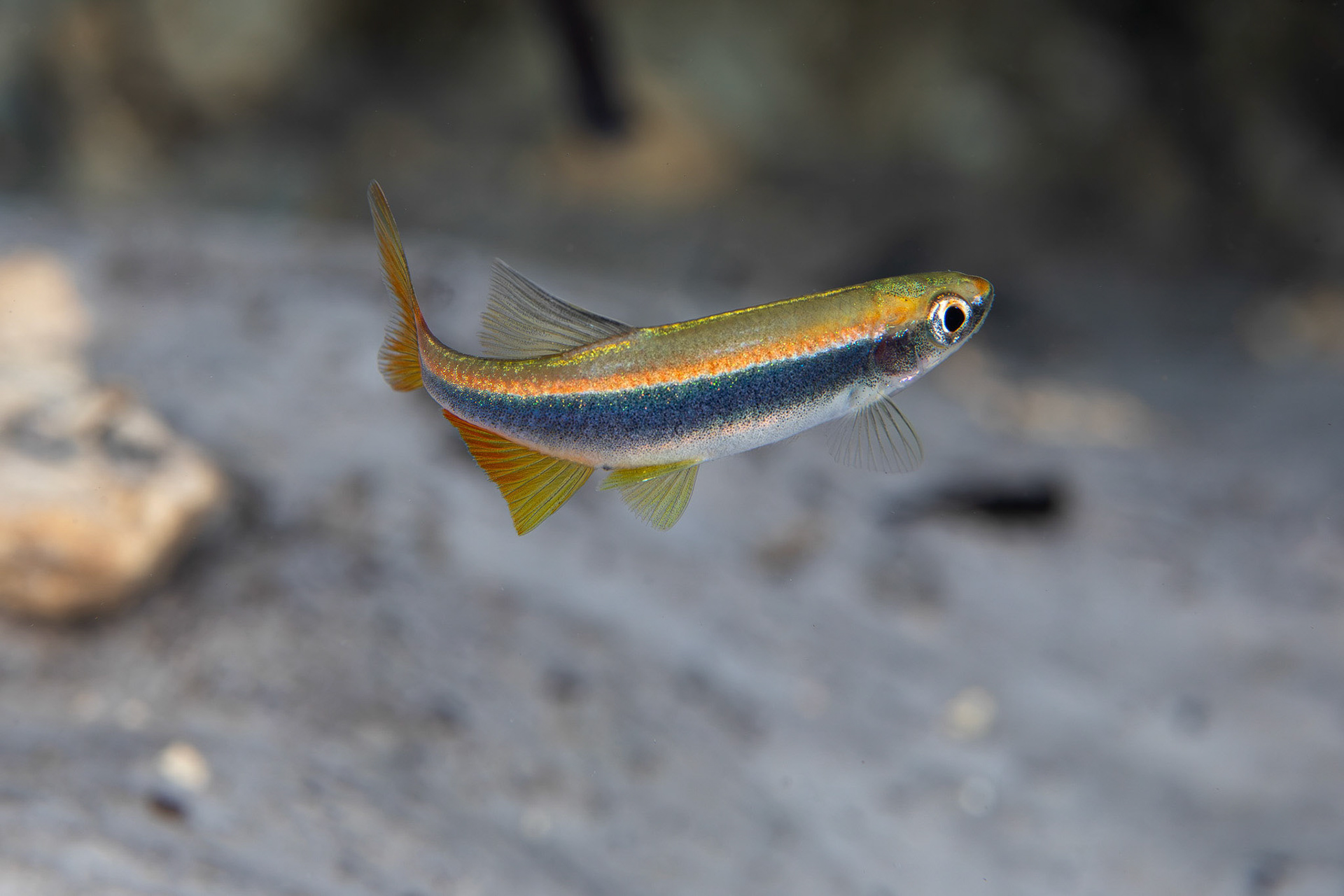 Orangetail Shiner