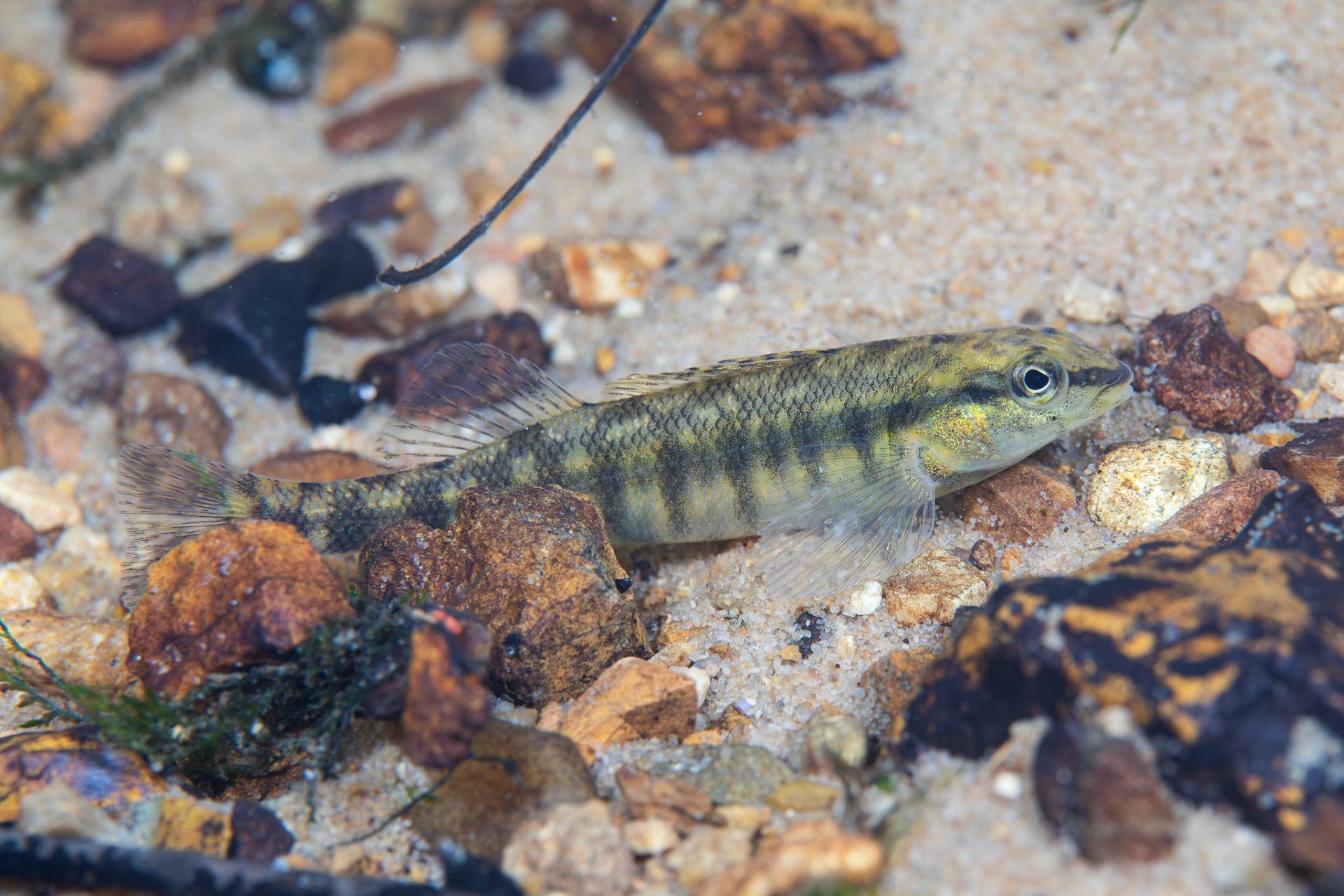 Blackbanded Darter