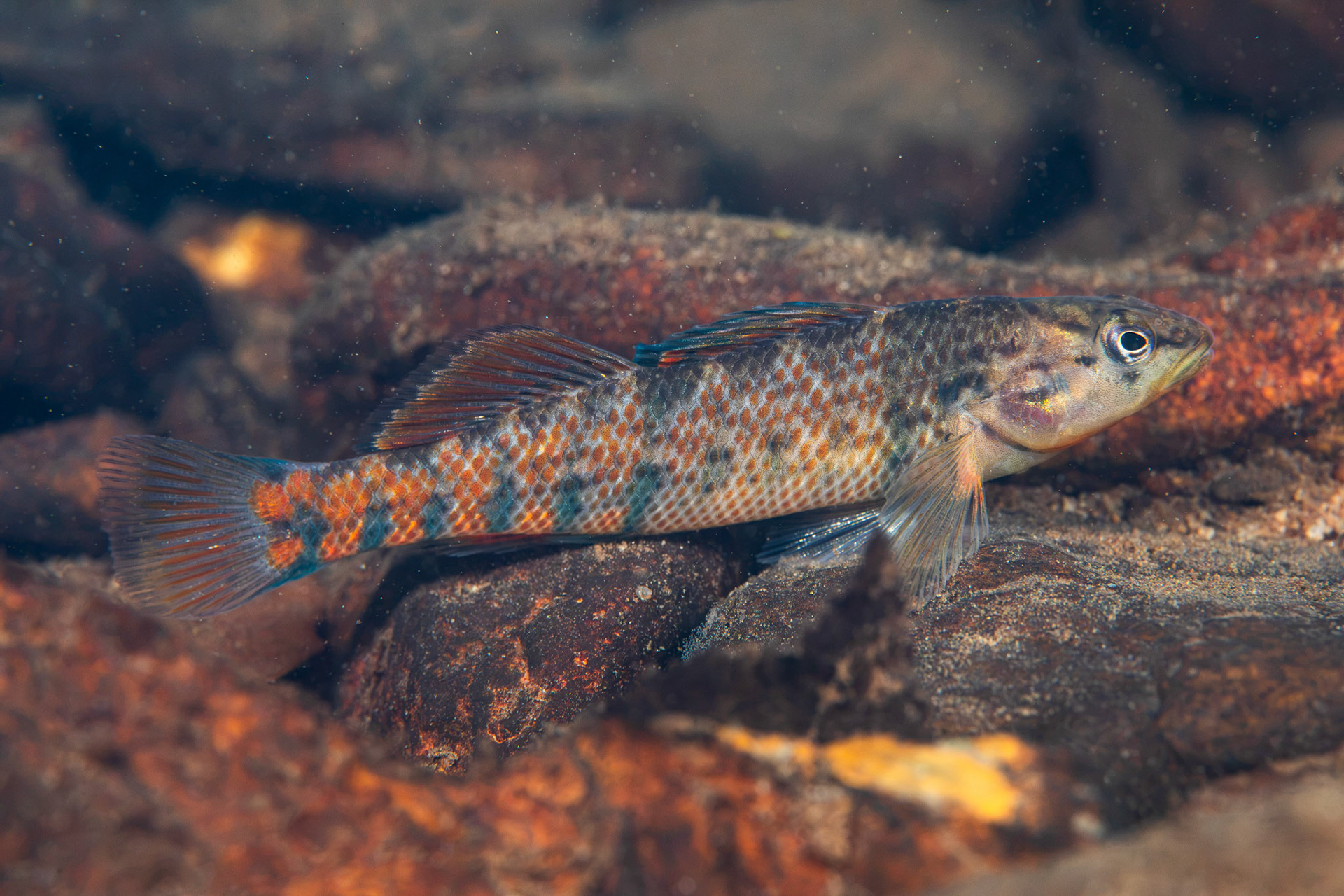 Rainbow Darter