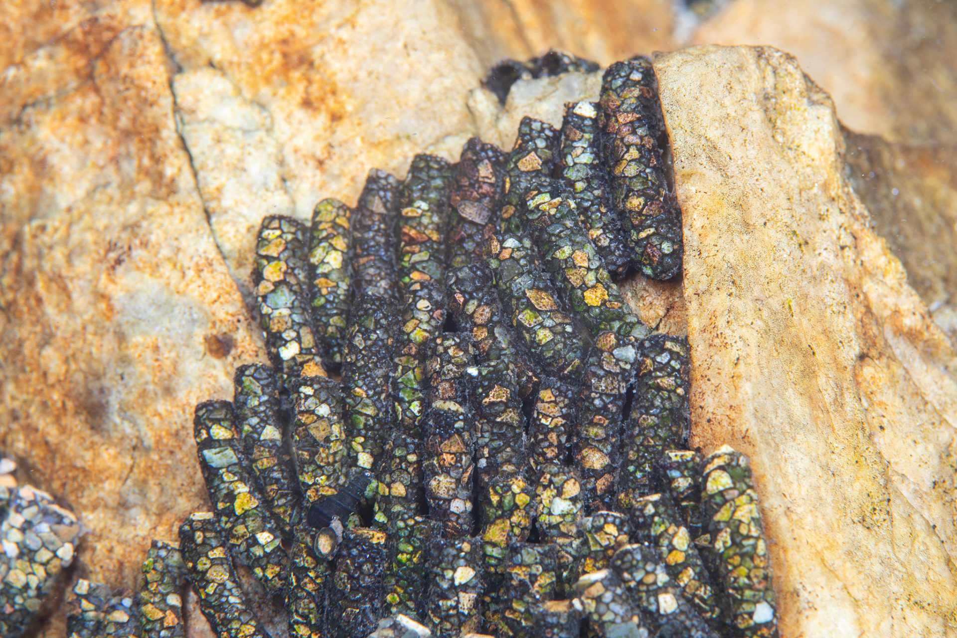 Caddisfly Larvae (Trichoptera)