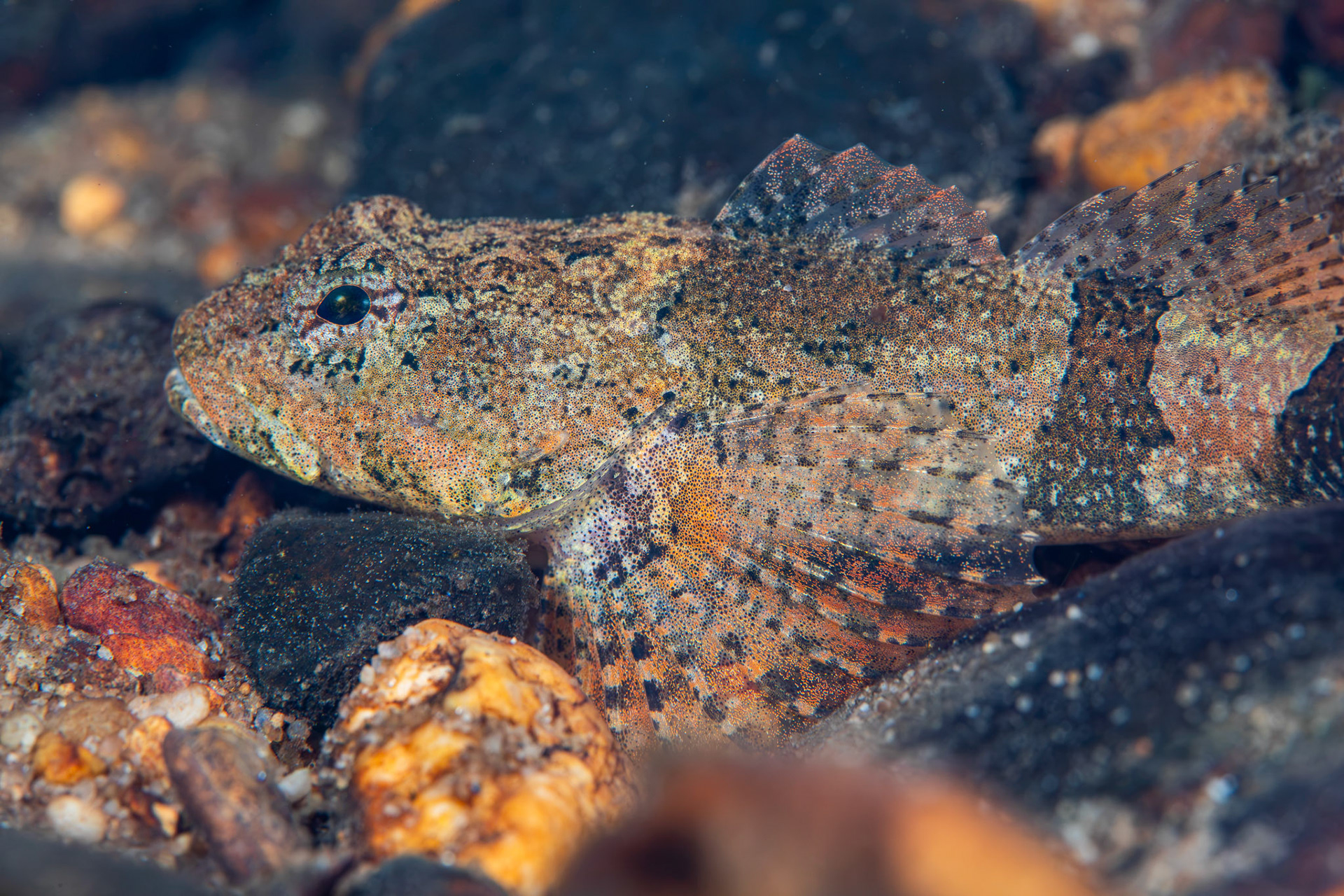 Banded Sculpin