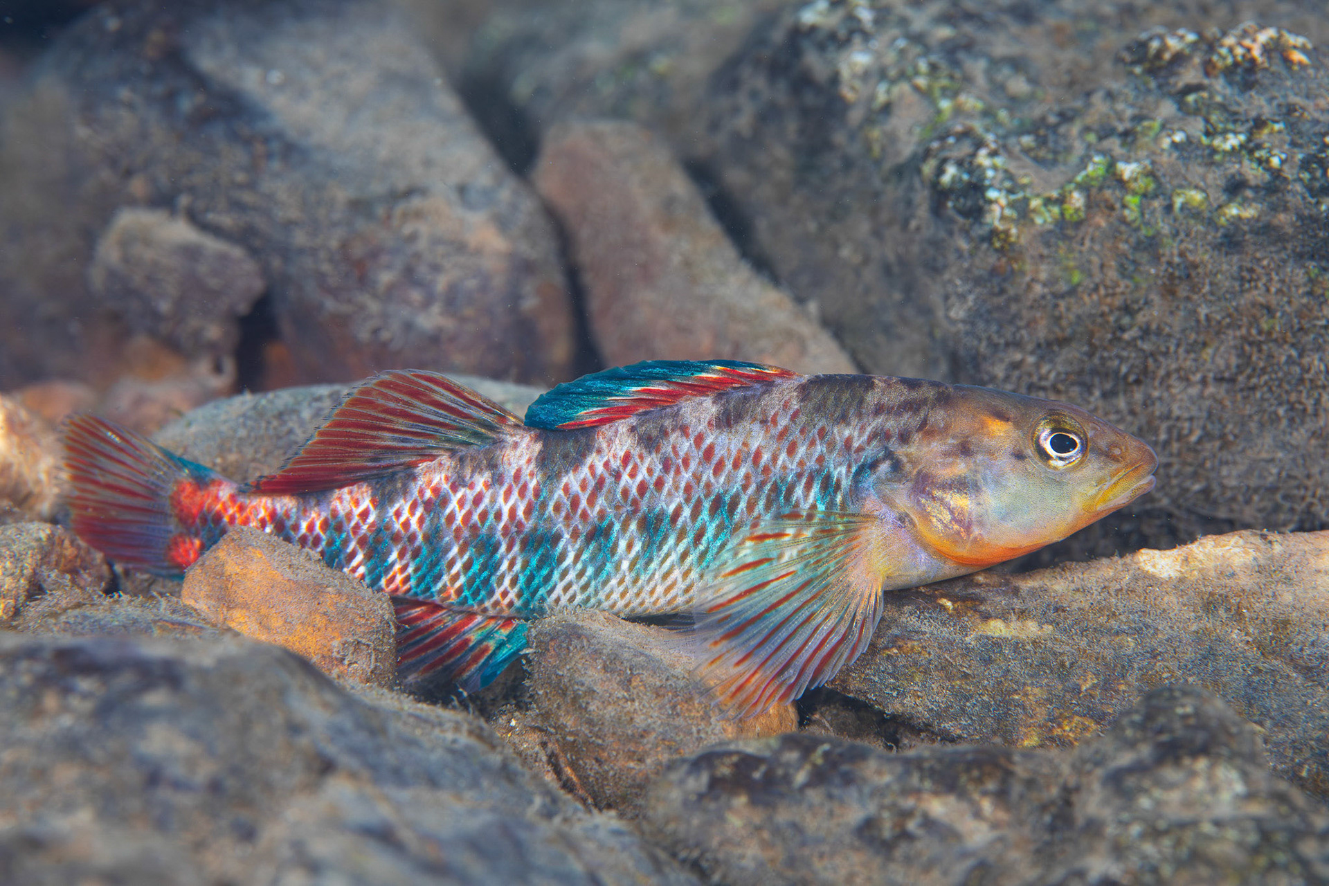 Rainbow Darter