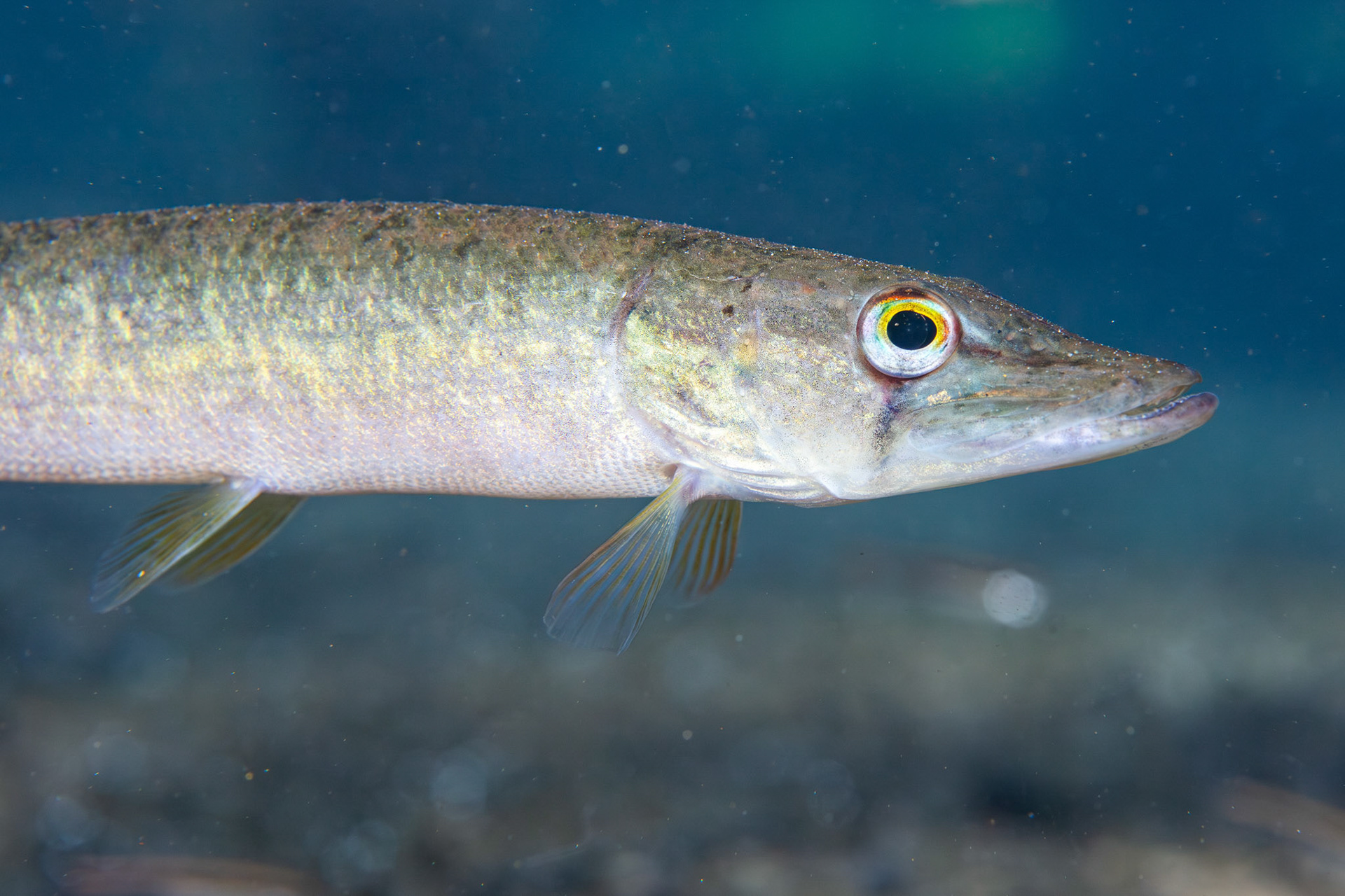Redfin Pickerel